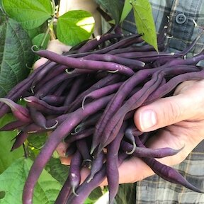 Beans, Fresh - Purple