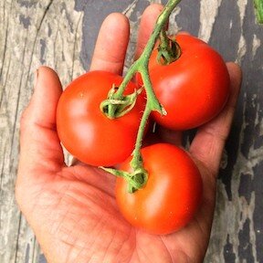 Tomato, Slicing - Matina