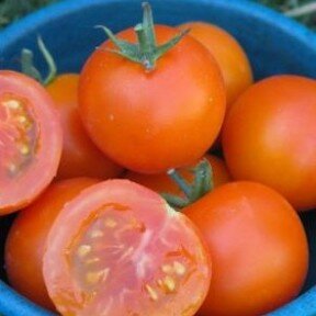 Tomato, Slicing - Jaune Flamee