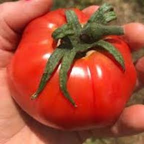 Tomato, Slicing - Ruth's Perfect
