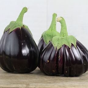 Eggplant, Black Beauty