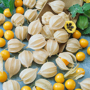 Ground Cherry, Aunt Molly