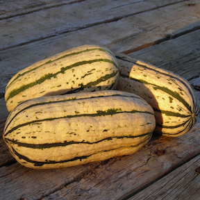 Winter Squash, Delicata