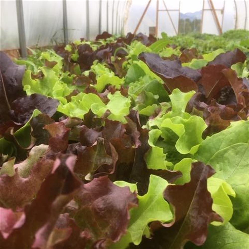 Online Store — Skokomish Valley Farms