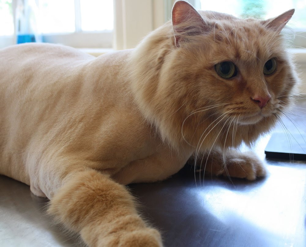 Lion Cut — Cat's Meow Resort