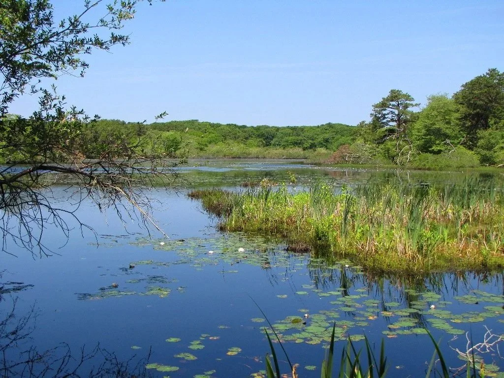 The Everyday Mindfulness of Mary Oliver
