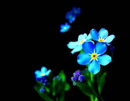 Forget+me+not.jpg