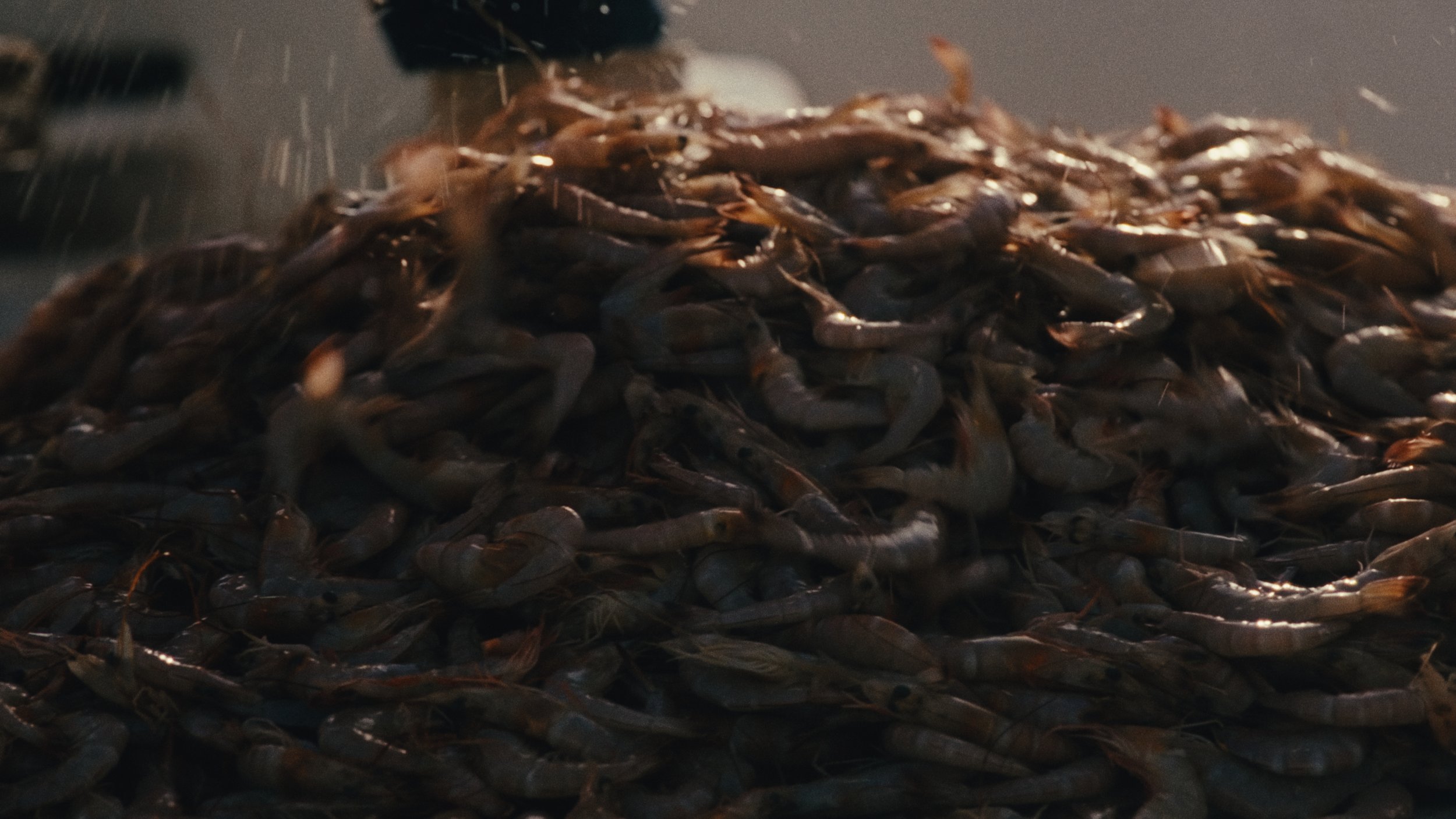 alexander-lakin-cinematographer-colorist-shrimpin-in-the-gulf-13.jpg