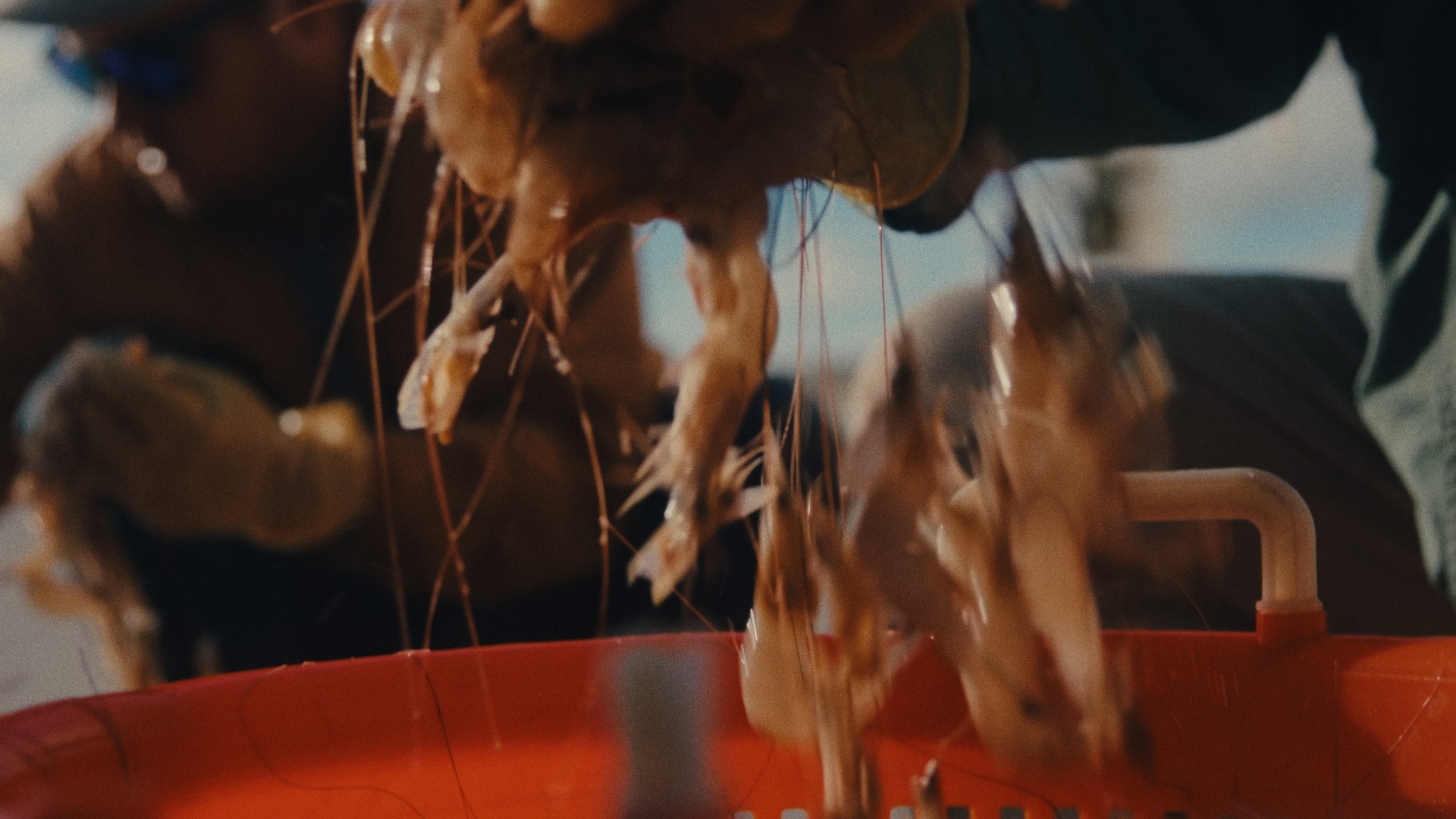 alexander-lakin-cinematographer-colorist-shrimpin-in-the-gulf-31.jpg