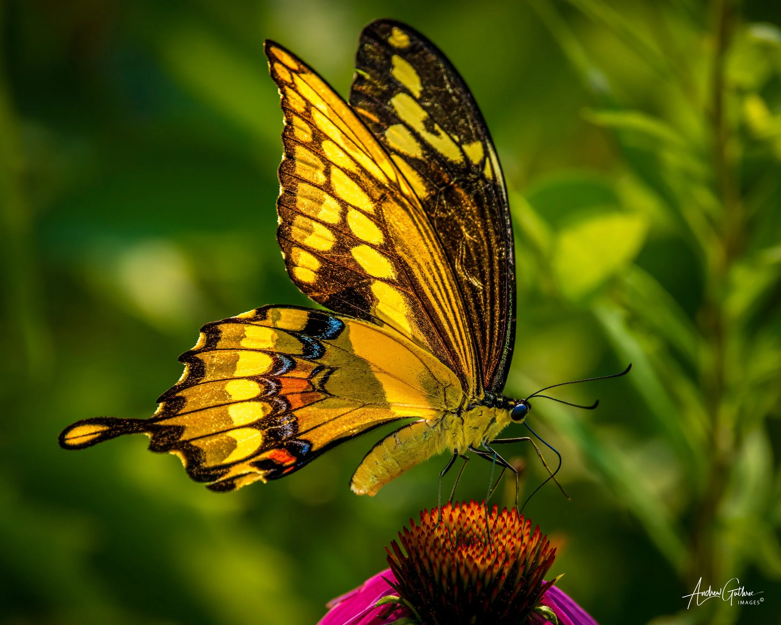 FT3A6805-Edit.jpg
