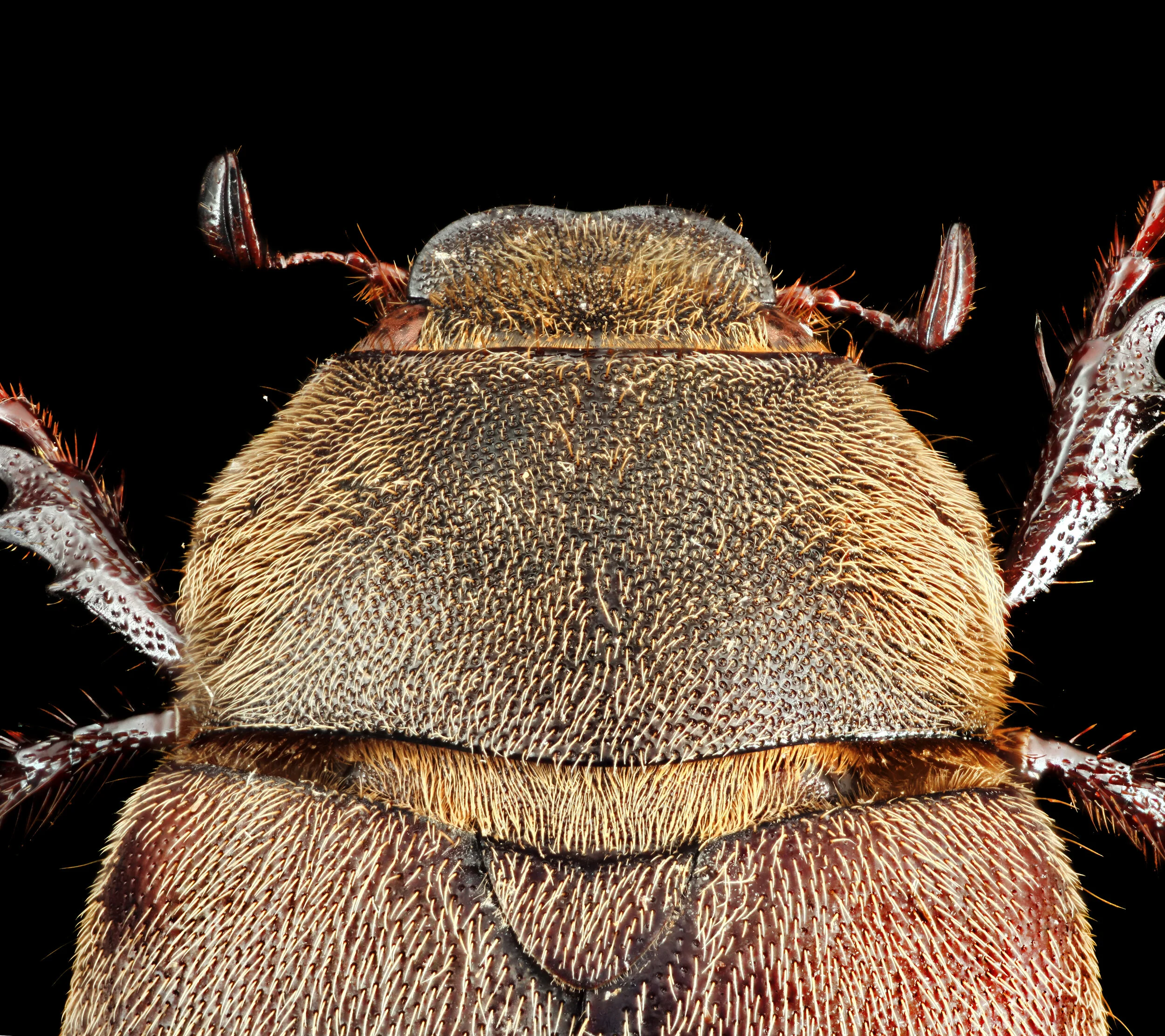 Phyllophaga aemula.2019-12-23-17.52.31 ZS PMax edit.jpg