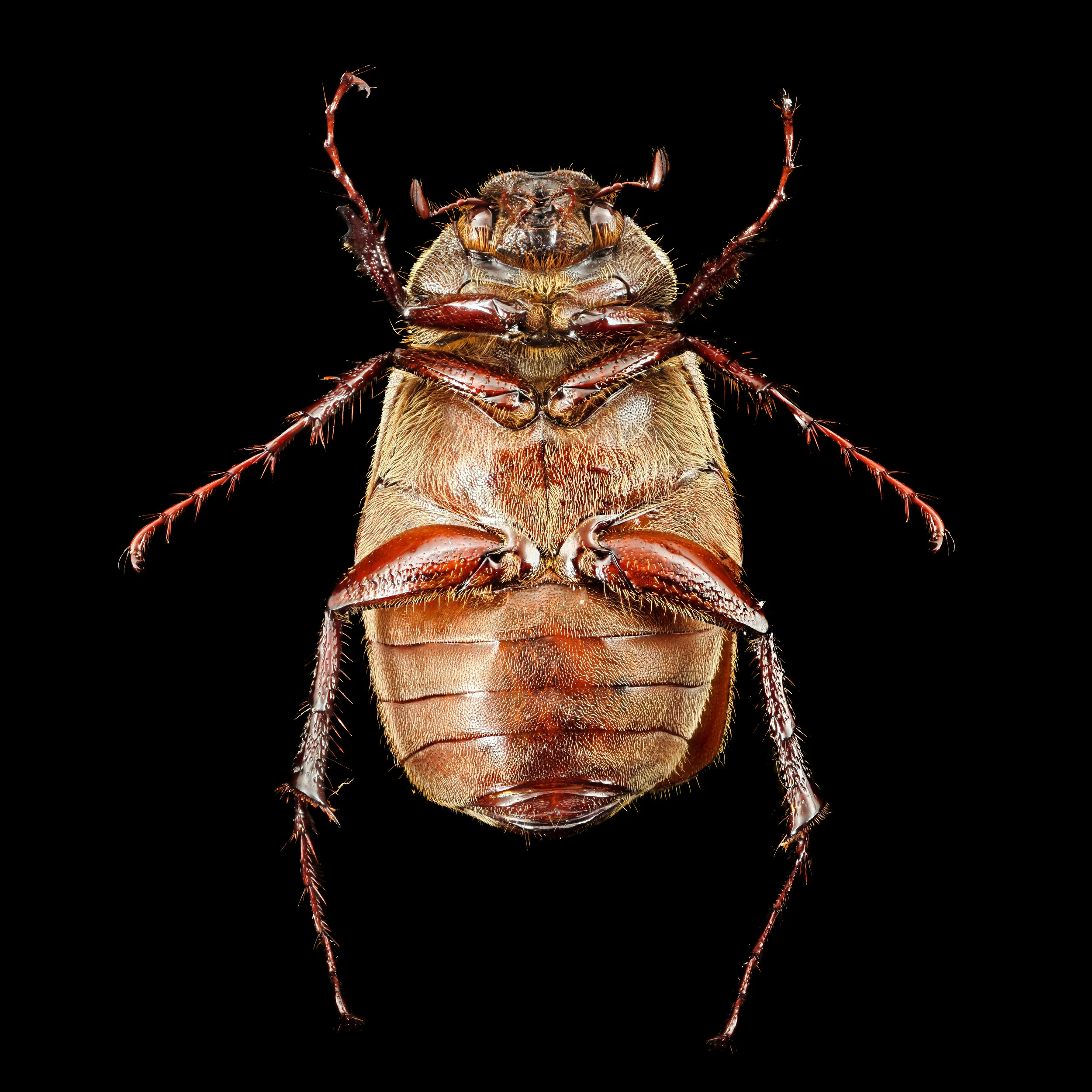 Phyllophaga aemula.2019-12-23-13.33.42 ZS PMax edit.jpg