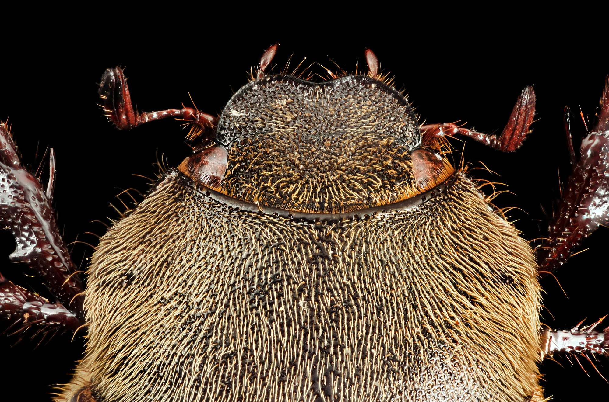 Phyllophaga aemula.2019-12-30-20.25.33 ZS PMax fb.jpg