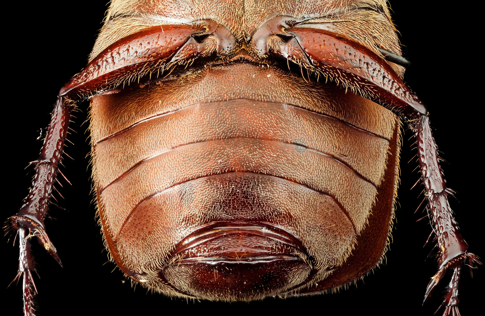 Phyllophaga aemula.2019-12-31-13.49.10 ZS PMax fb.jpg
