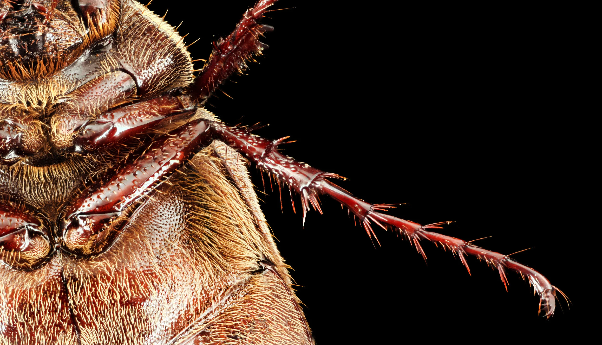 Phyllophaga aemula.2019-12-31-13.59.20 ZS PMax edit.jpg