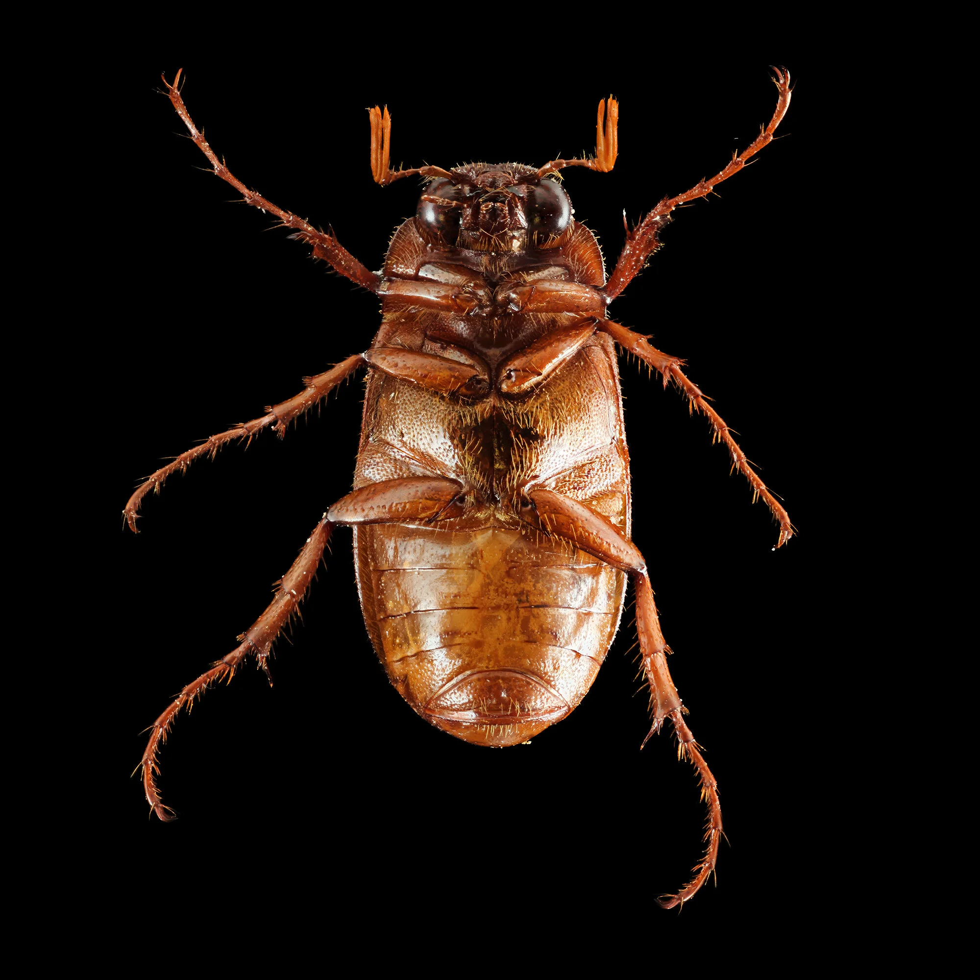 Phyllophaga omani.2020-01-06-20.24.53 ZS PMax fb.jpg