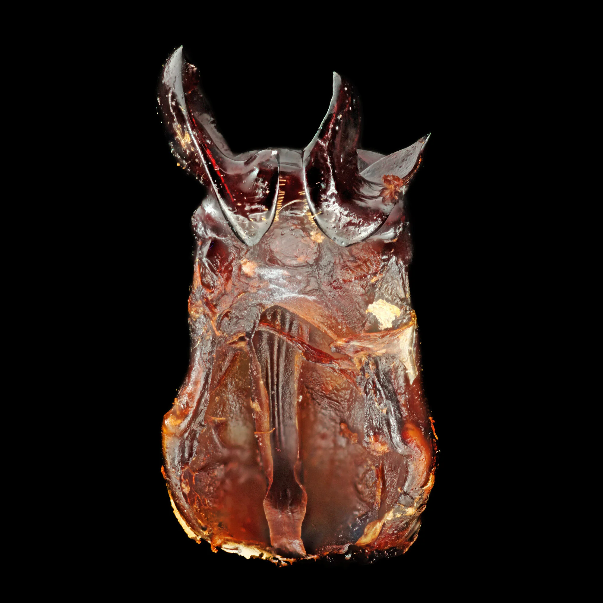 Phyllophaga subtonsa.2020-01-14-21.46.38 ZS PMax fb.jpg