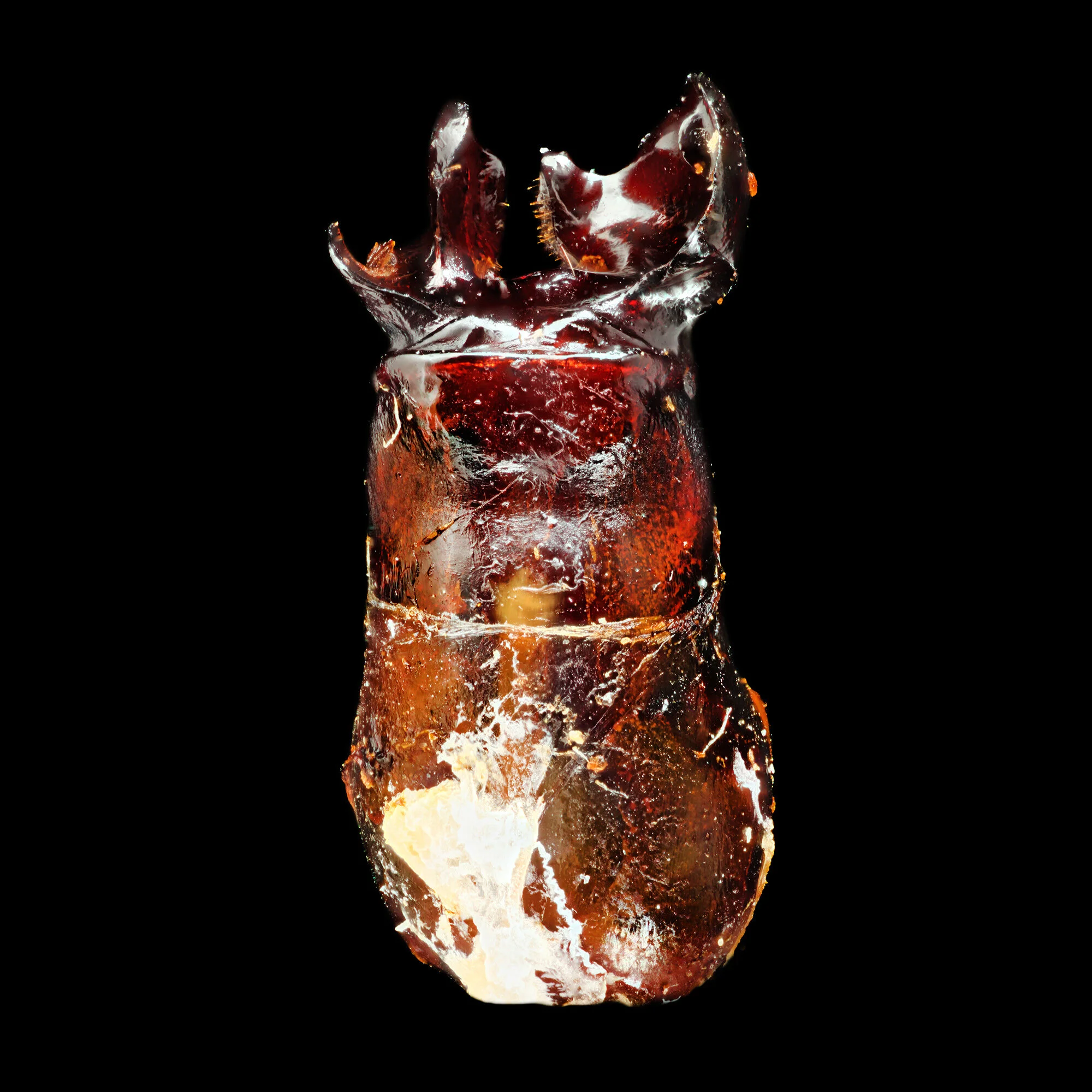 Phyllophaga subtonsa.2020-01-14-20.24.36 ZS PMax fb.jpg