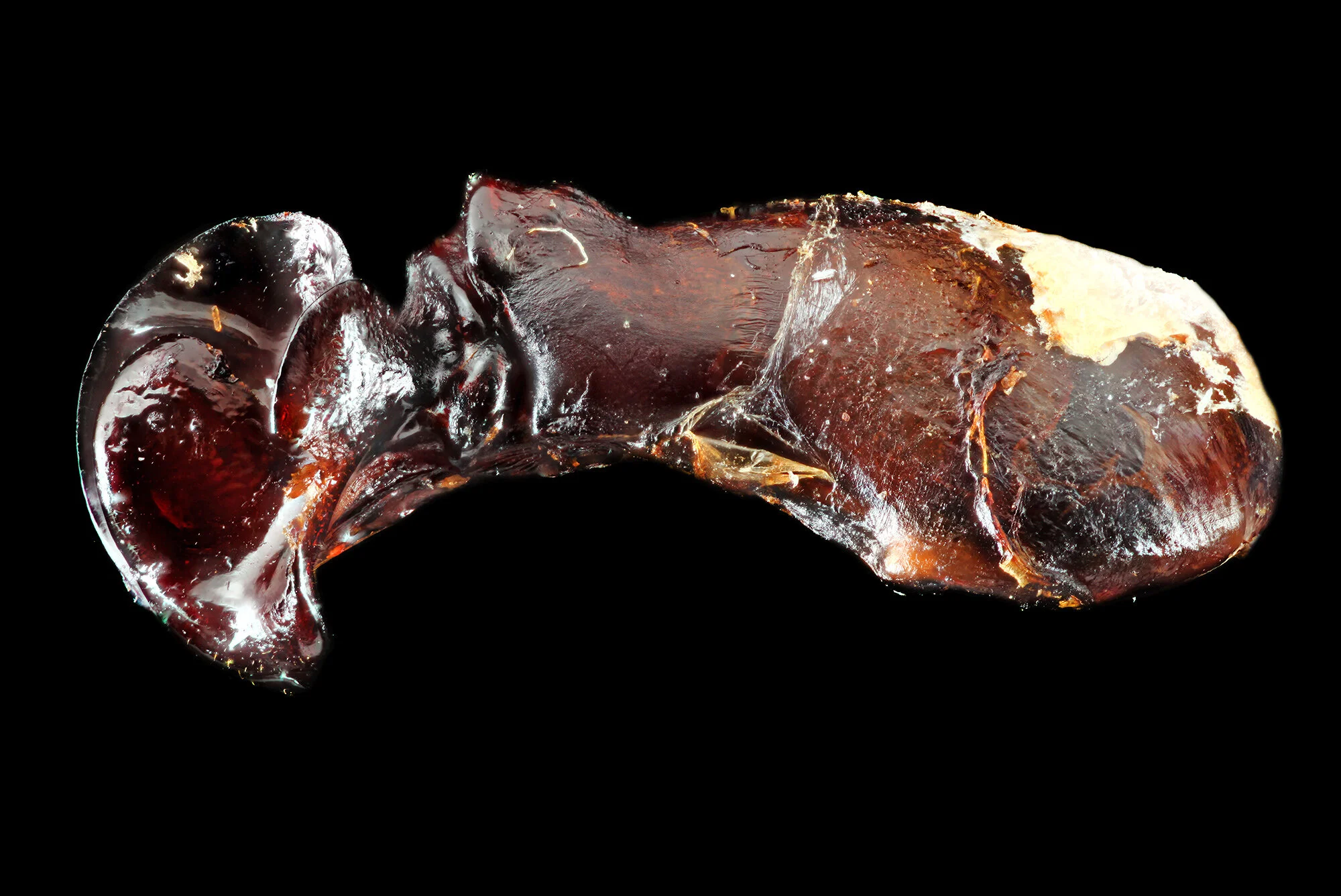 Phyllophaga subtonsa.2020-01-14-19.37.14 ZS PMax fb.jpg