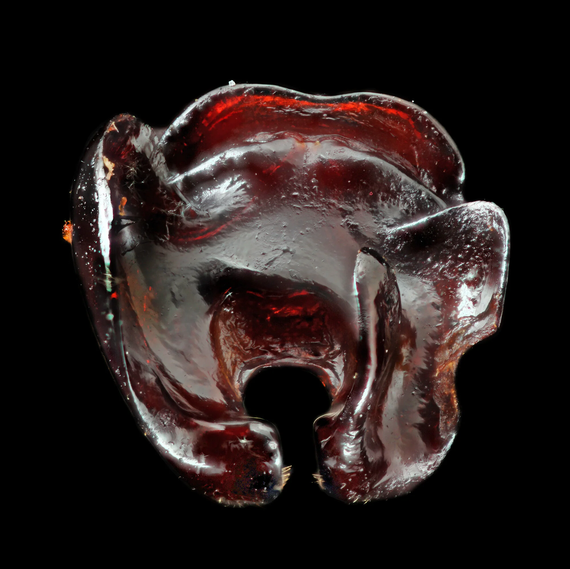 Phyllophaga subtonsa.2020-01-14-19.53.19 ZS PMax fb.jpg