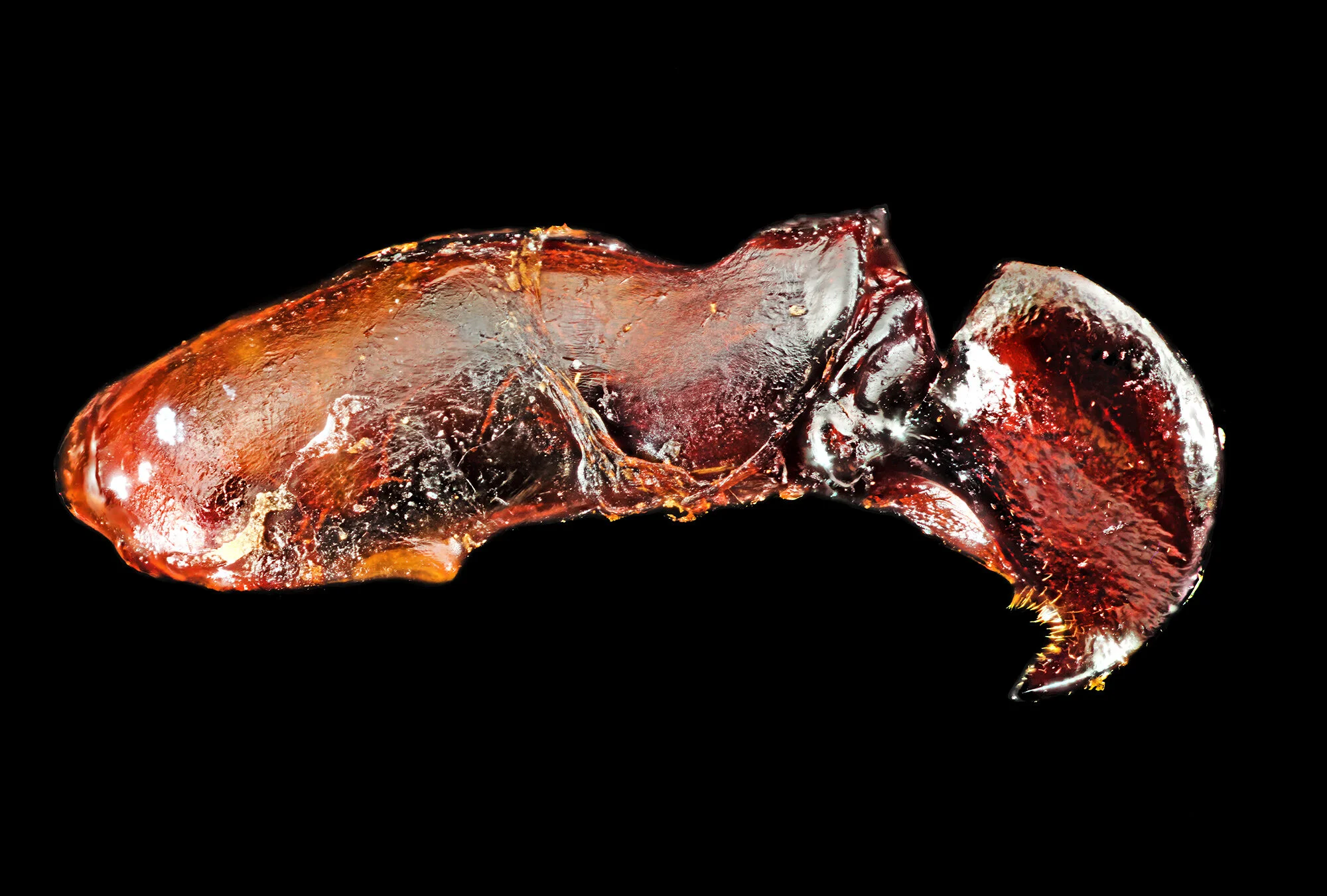 Phyllophaga subtonsa.2020-01-15-20.43.48 ZS PMax fb.jpg