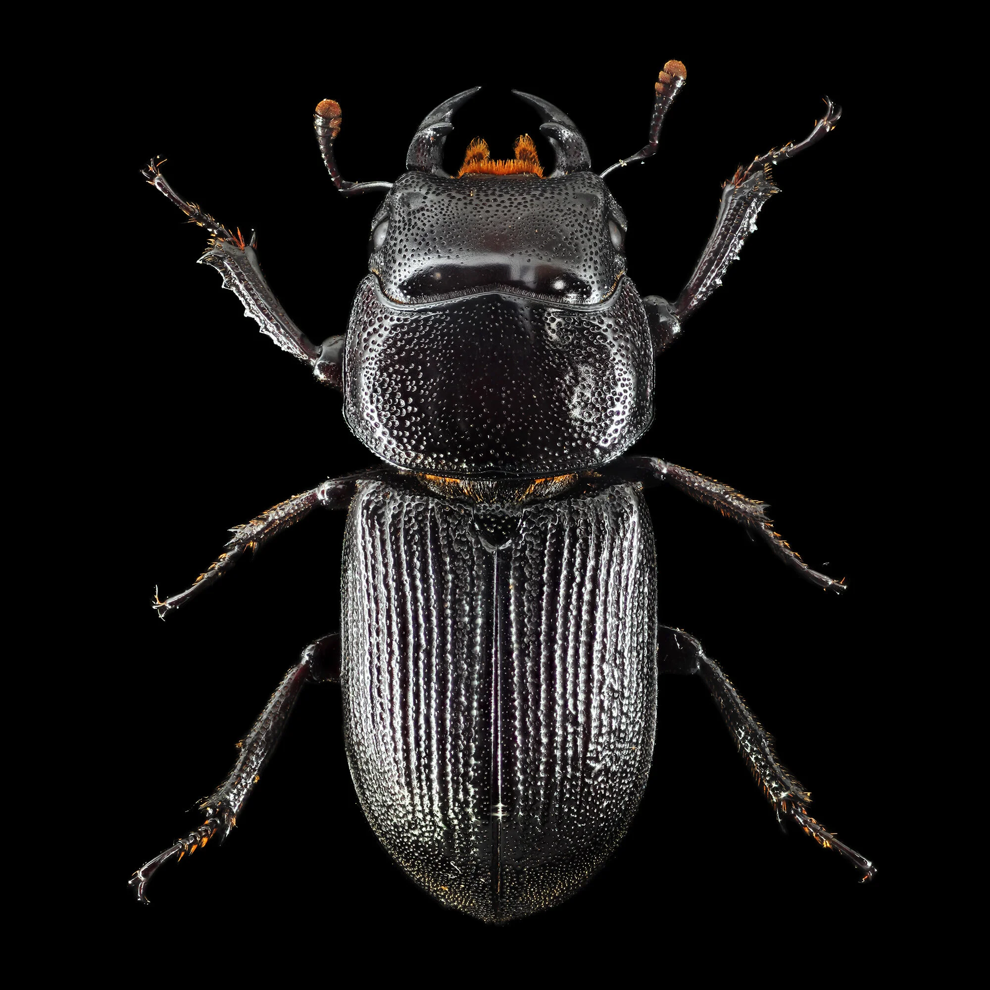 Dorcus parallelus.2020-01-24-15.56.22 ZS PMax fb.jpg
