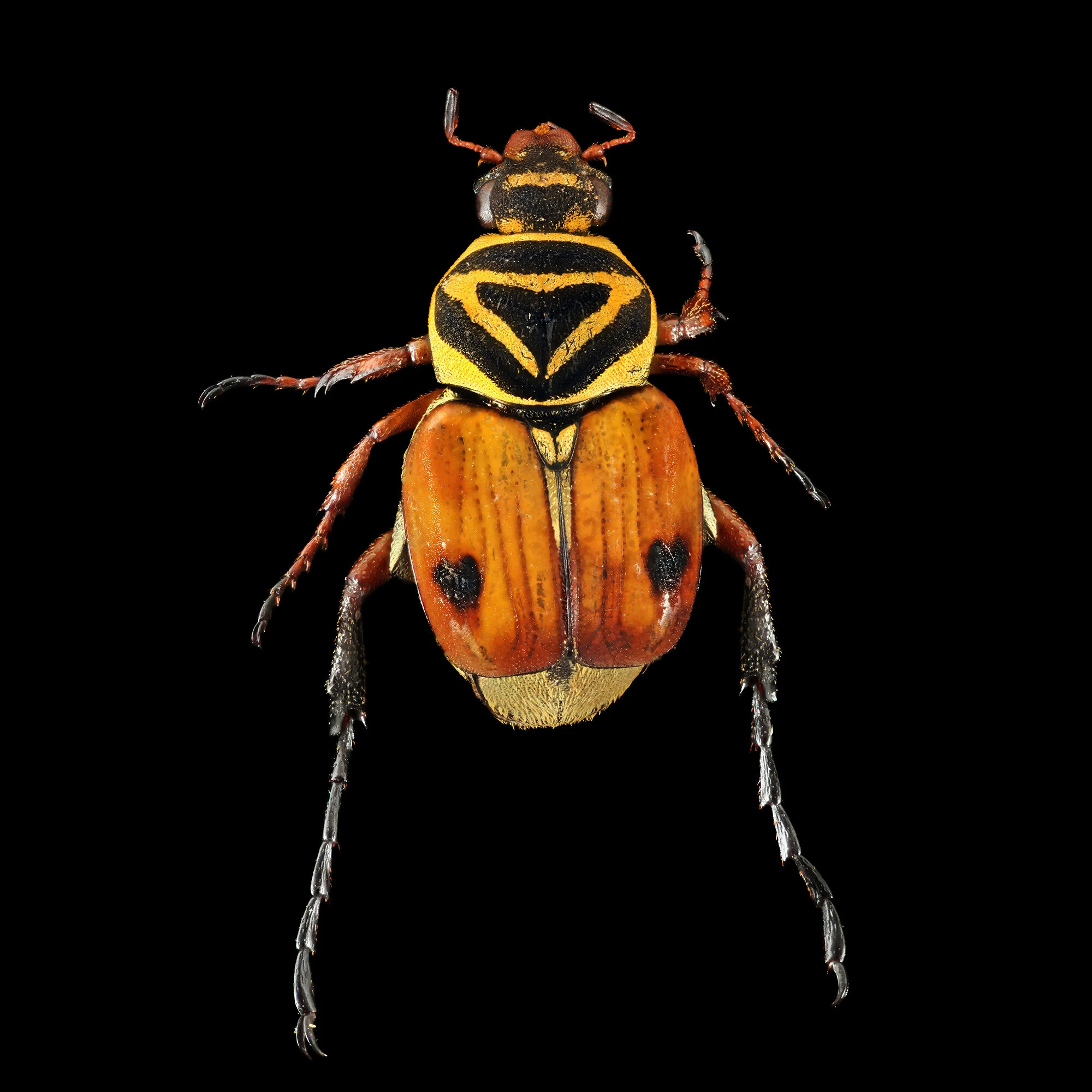 Trigonopeltastes delta.2020-01-26-22.45.35 ZS PMax fb.jpg