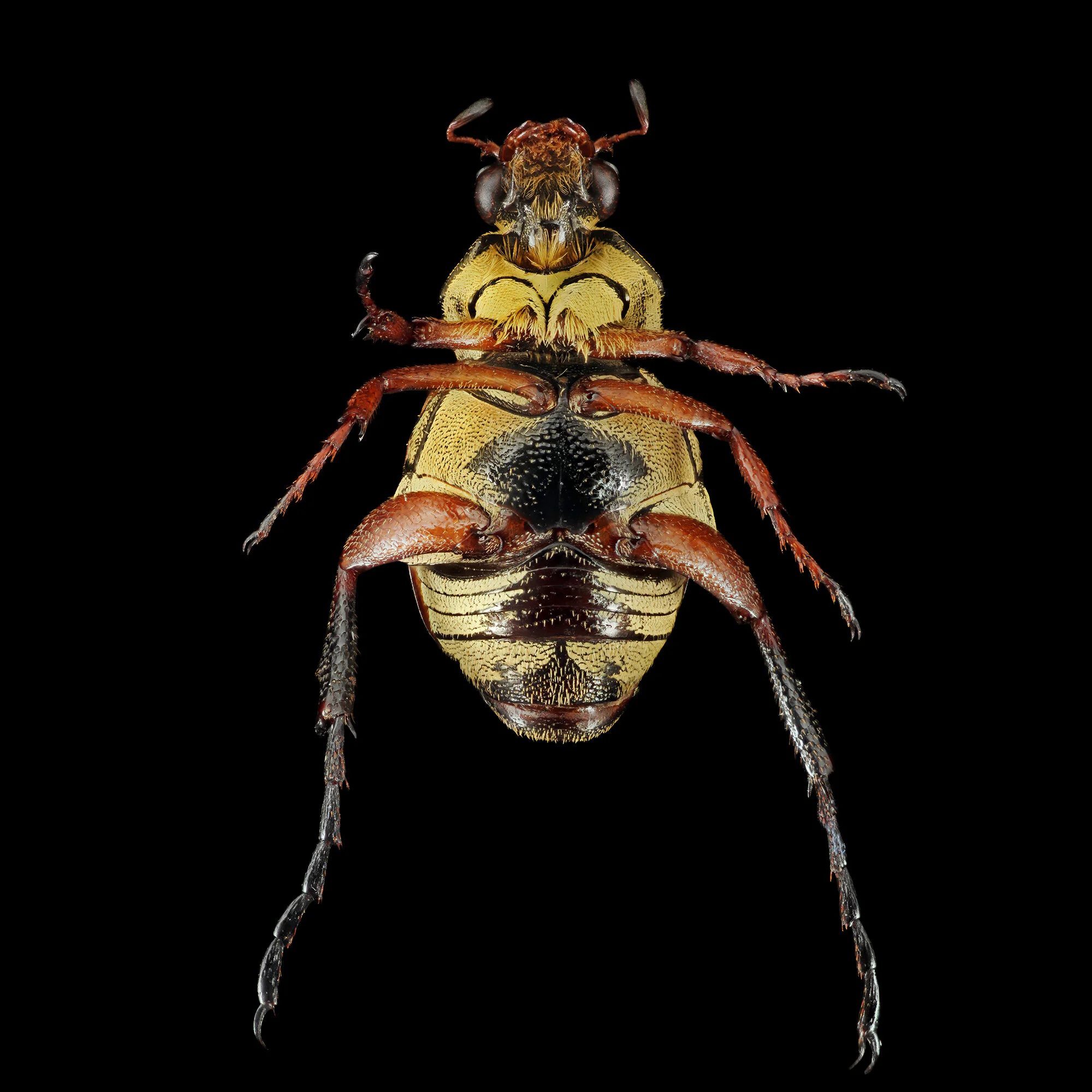 Trigonopeltastes delta.2020-01-26-23.10.42 ZS PMax fb.jpg