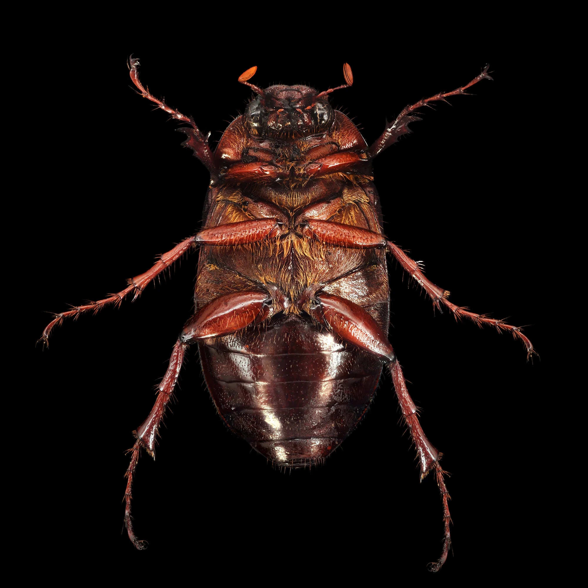 Phyllophaga fusca.2020-01-28-21.12.43 ZS PMax fb.jpg