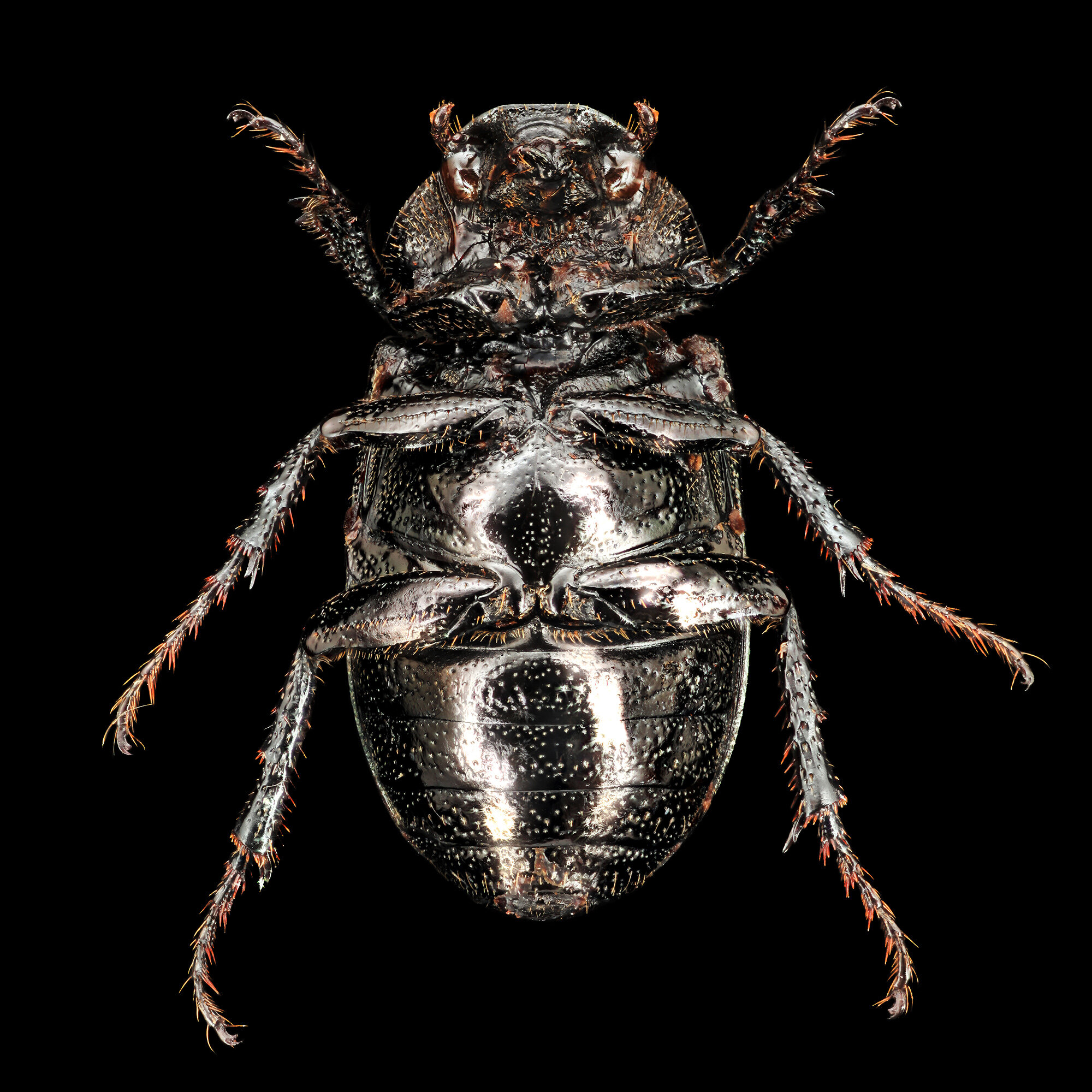 Diplotaxis liberta.2020-01-30-15.46.59 ZS PMax fb.jpg