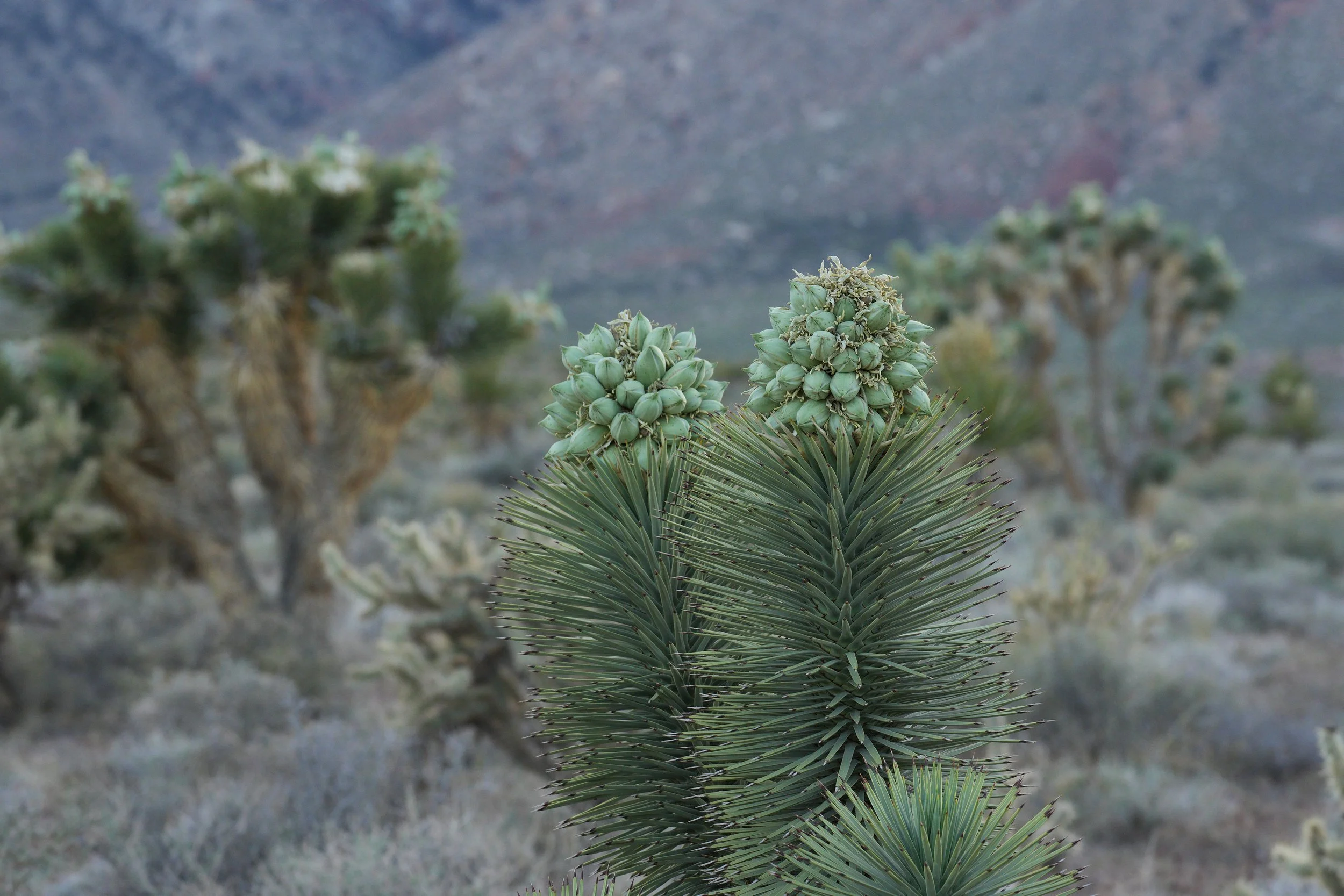 joshua tree.DSC02593.jpg
