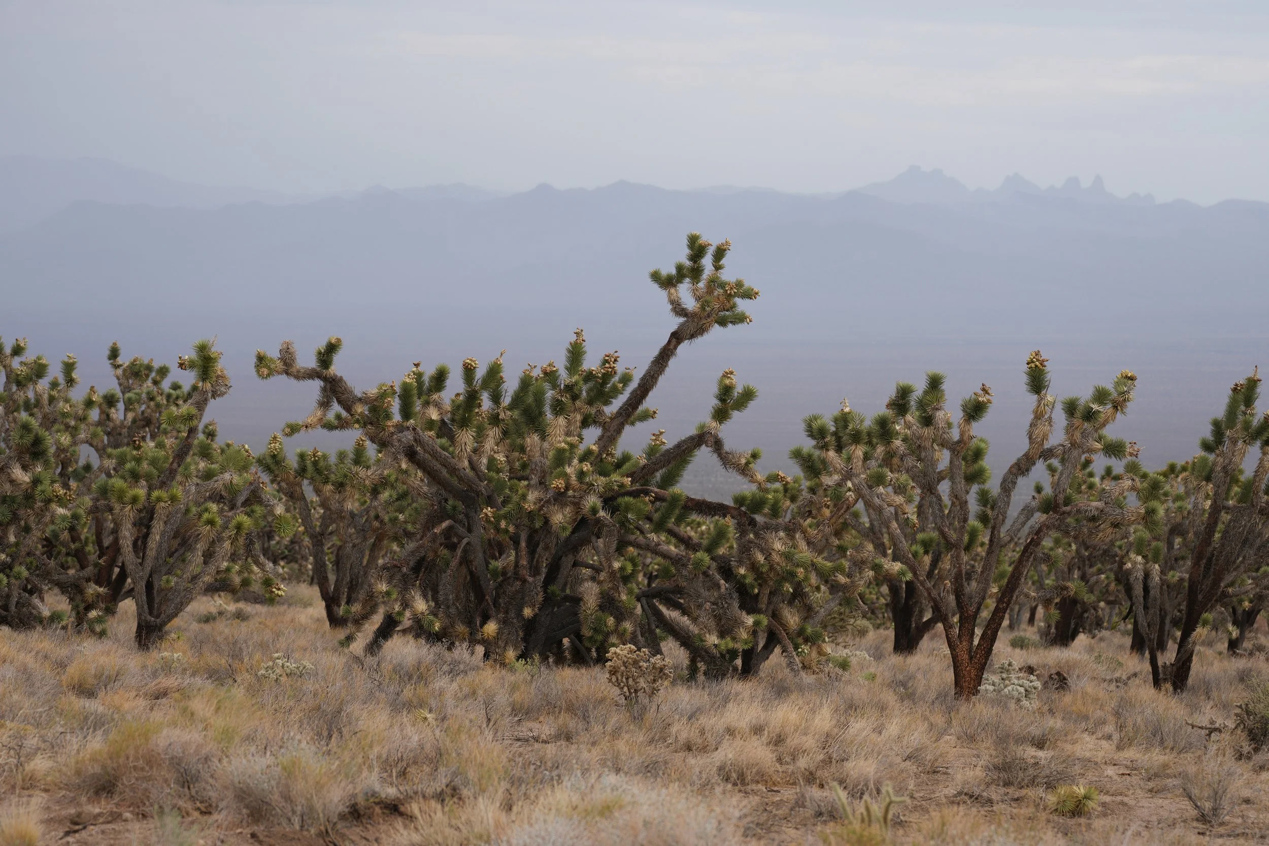 joshua tree.DSC03924.jpg