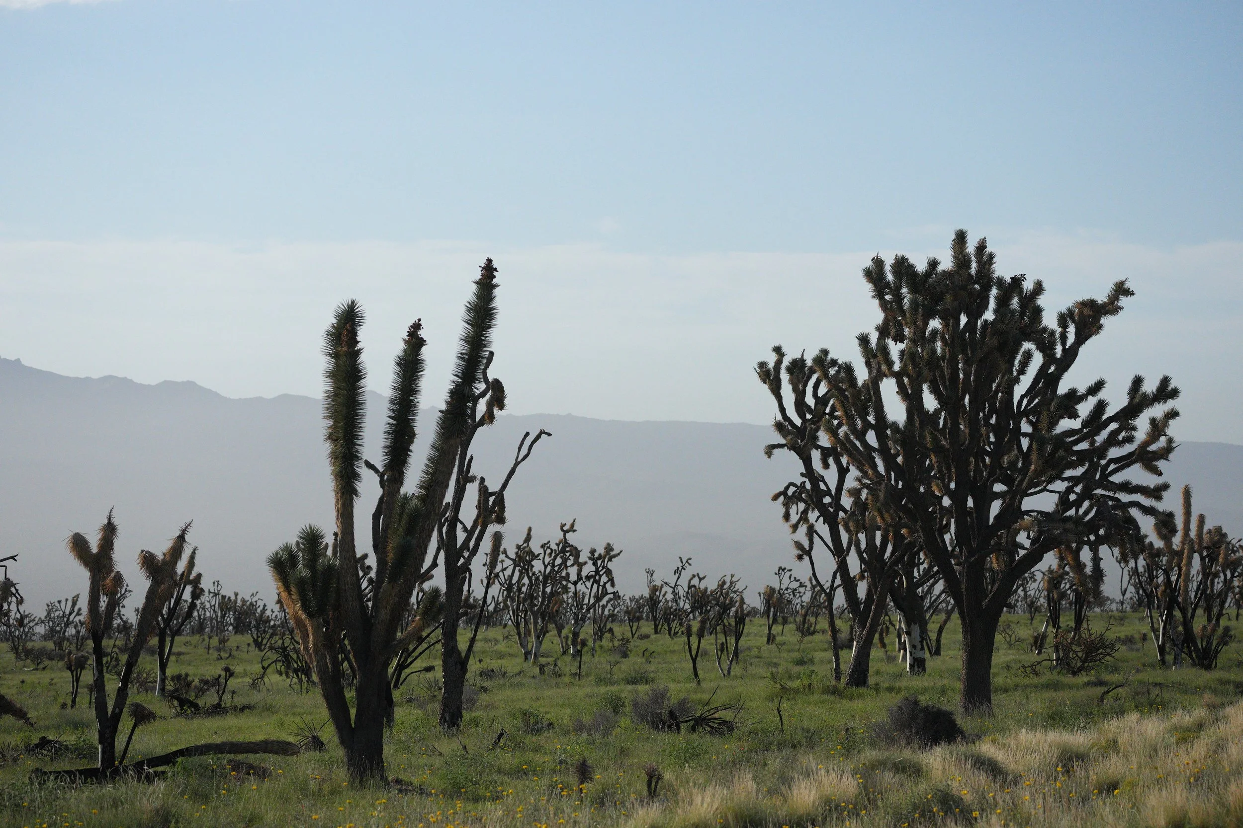 joshua tree.DSC06172.jpg