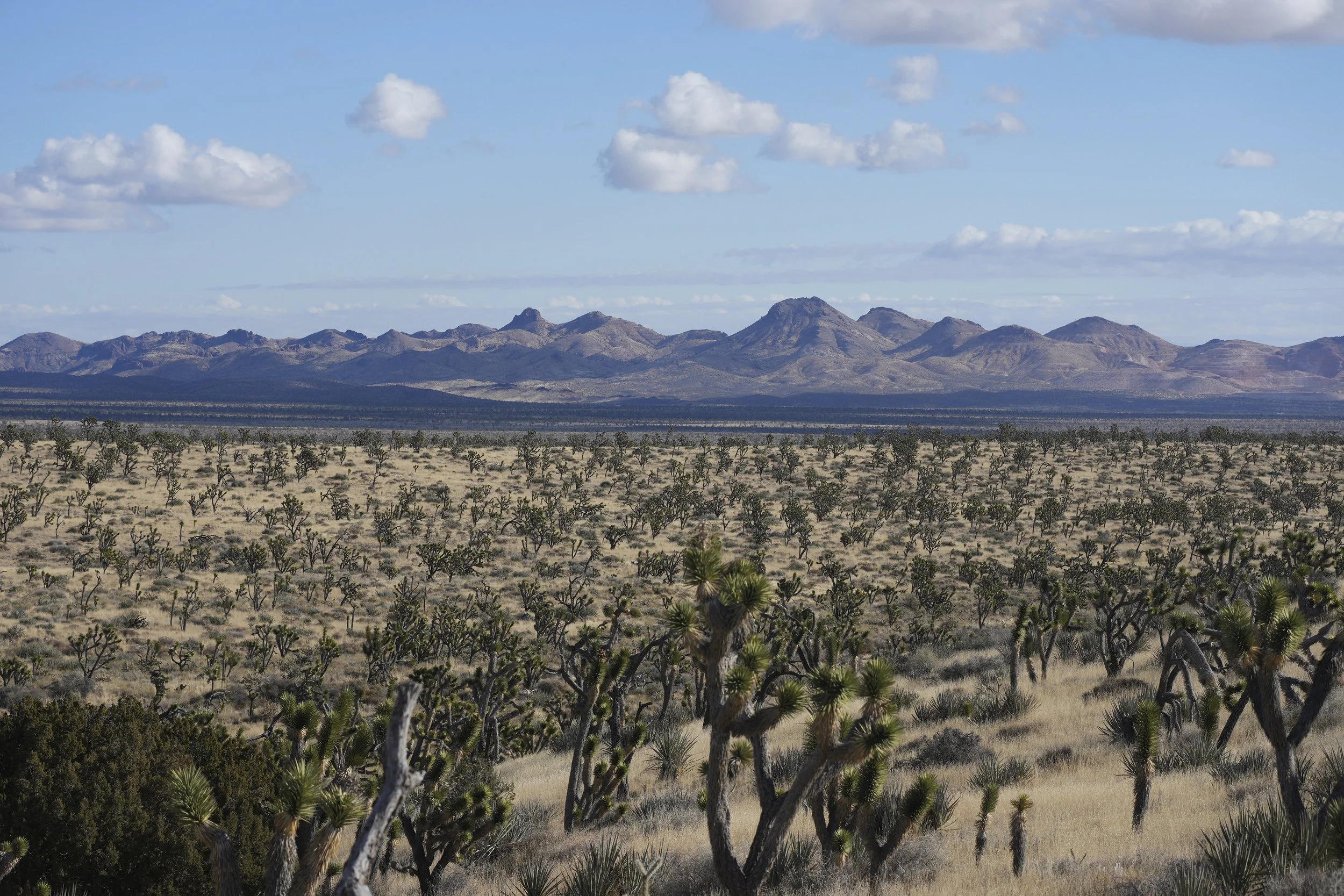 joshua tree_DSC7445.jpg