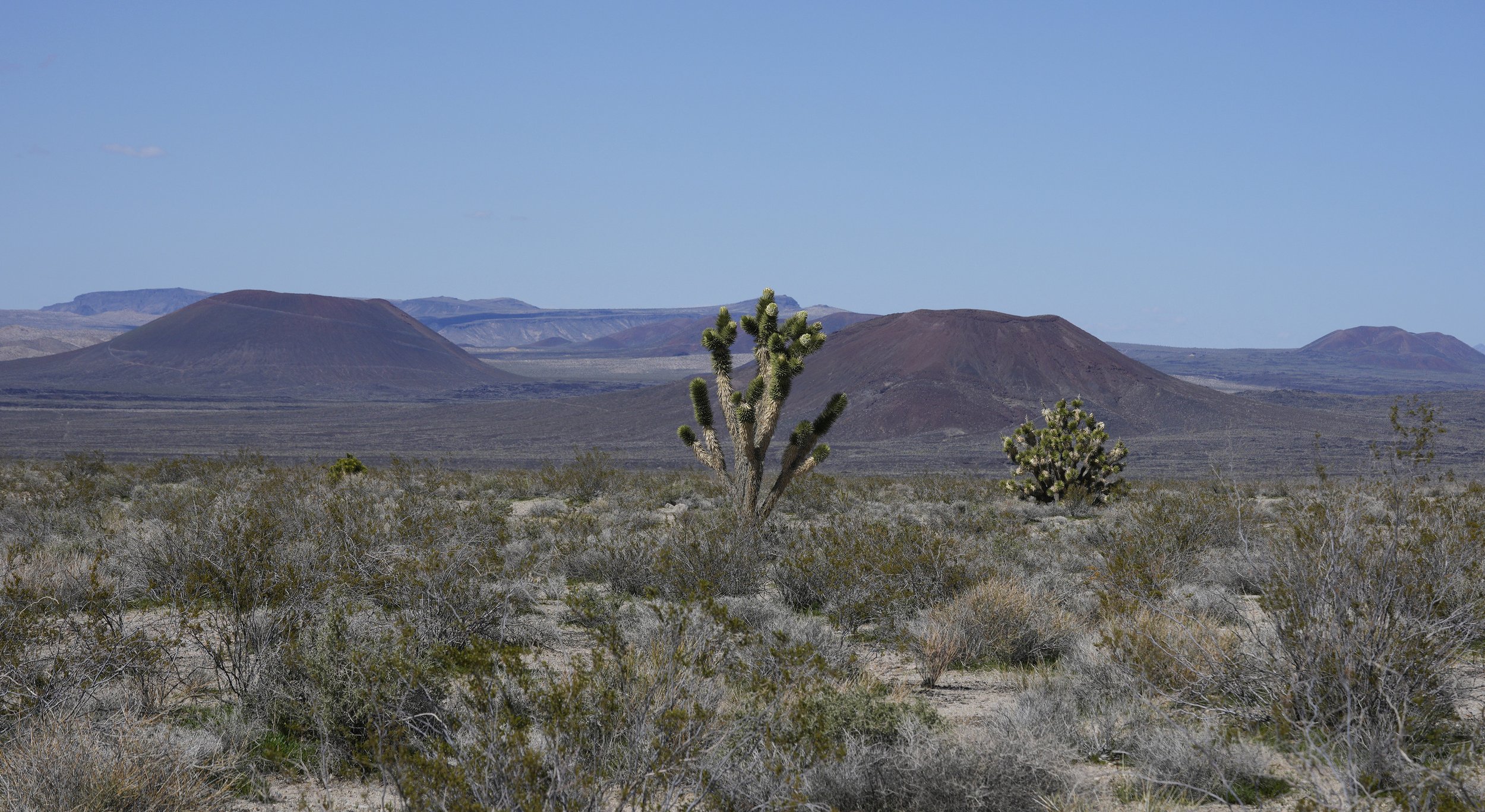 joshua tree_DSC8540.jpg