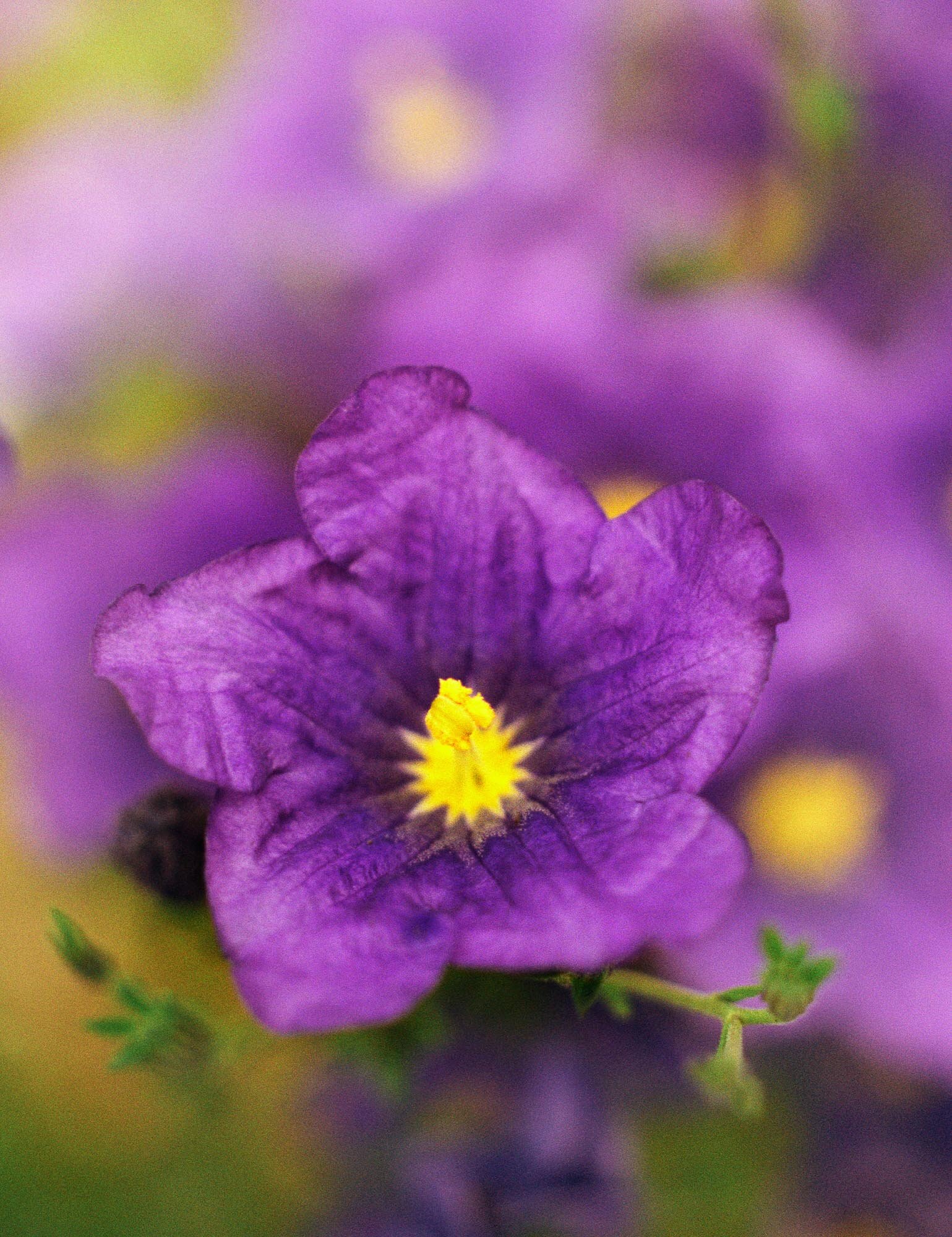 Purple Penta.jpg
