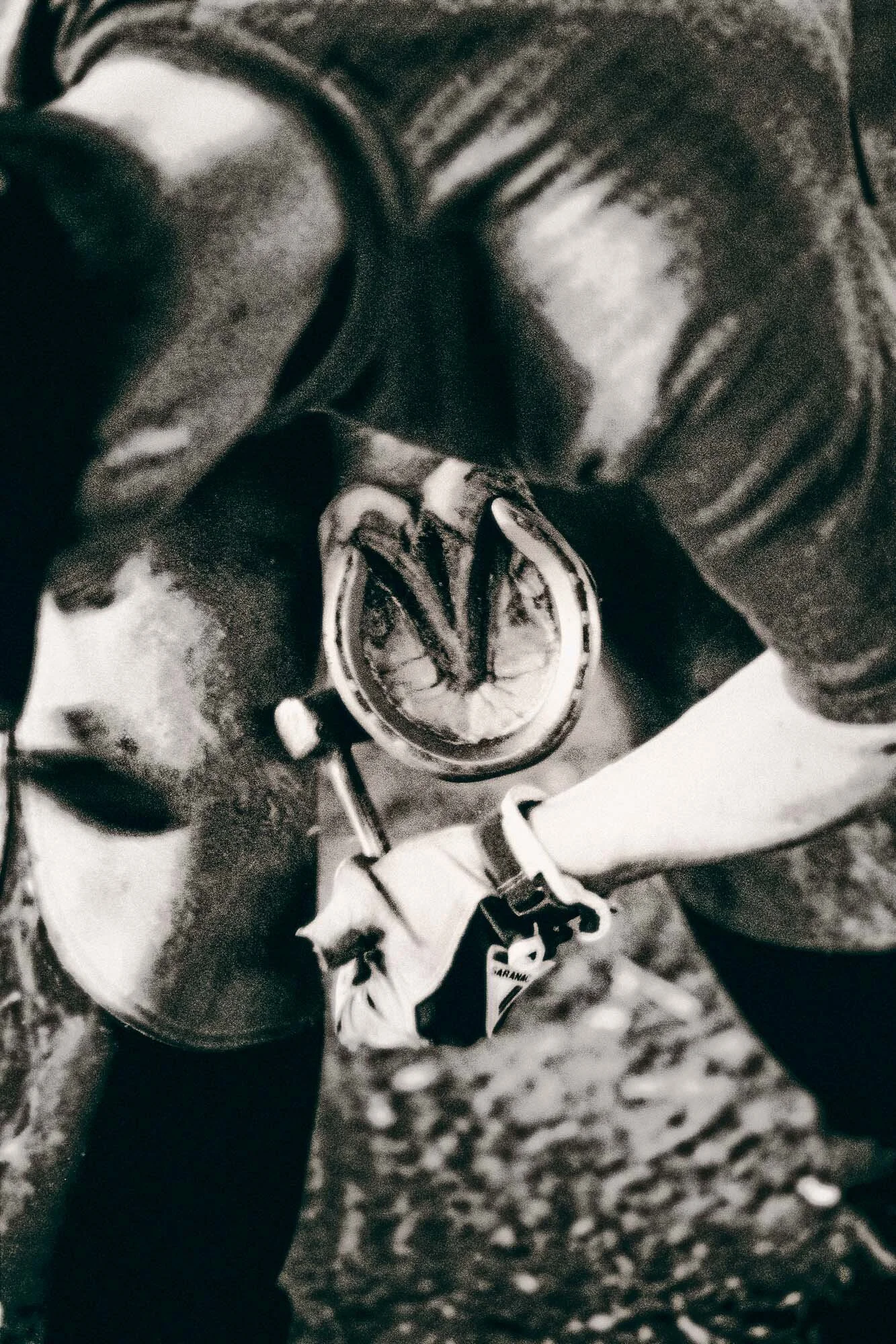 The Farrier.jpg
