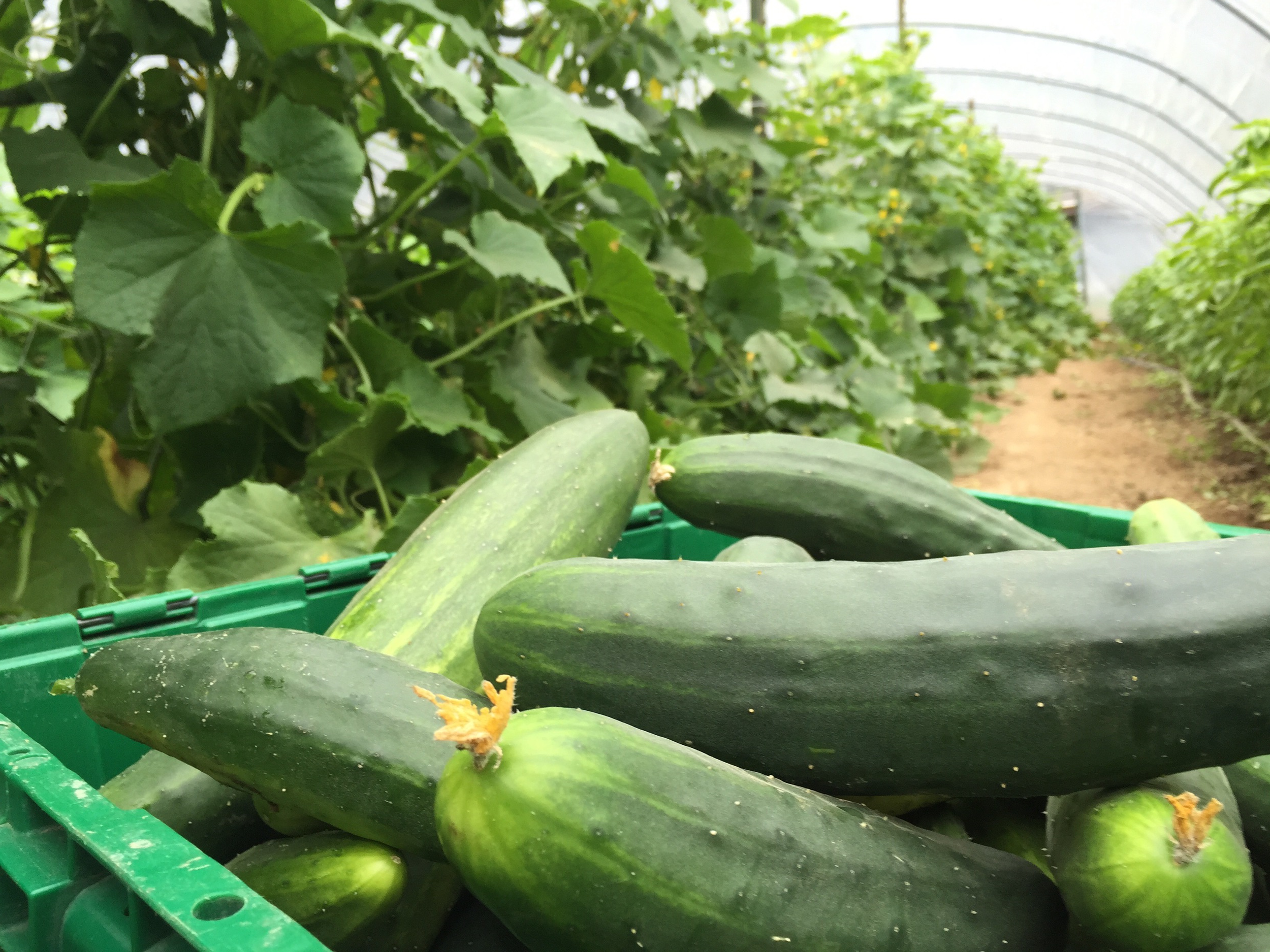 Farm photo collecting cucumbers in a hoop-house. An effort to show what goes into providing healthy food to community.
