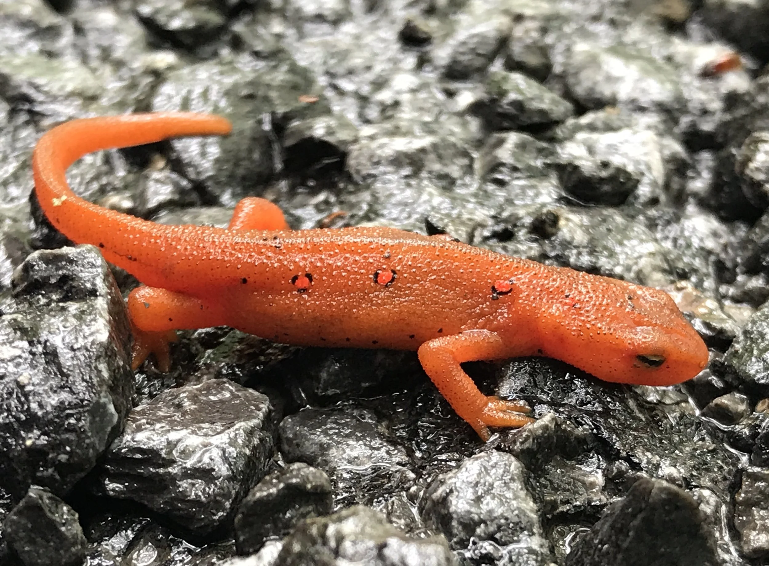 Sadly, this newt may have been dead, trapped on fresh paved asphalt.