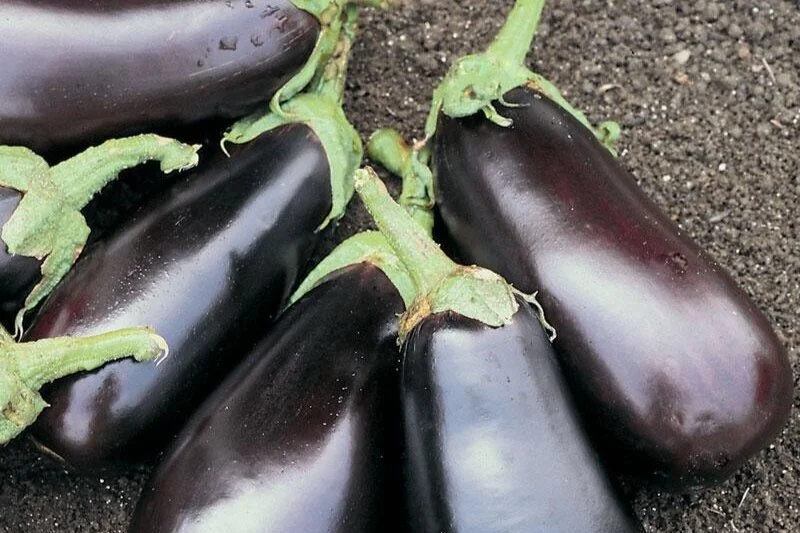 Eggplant Emoji