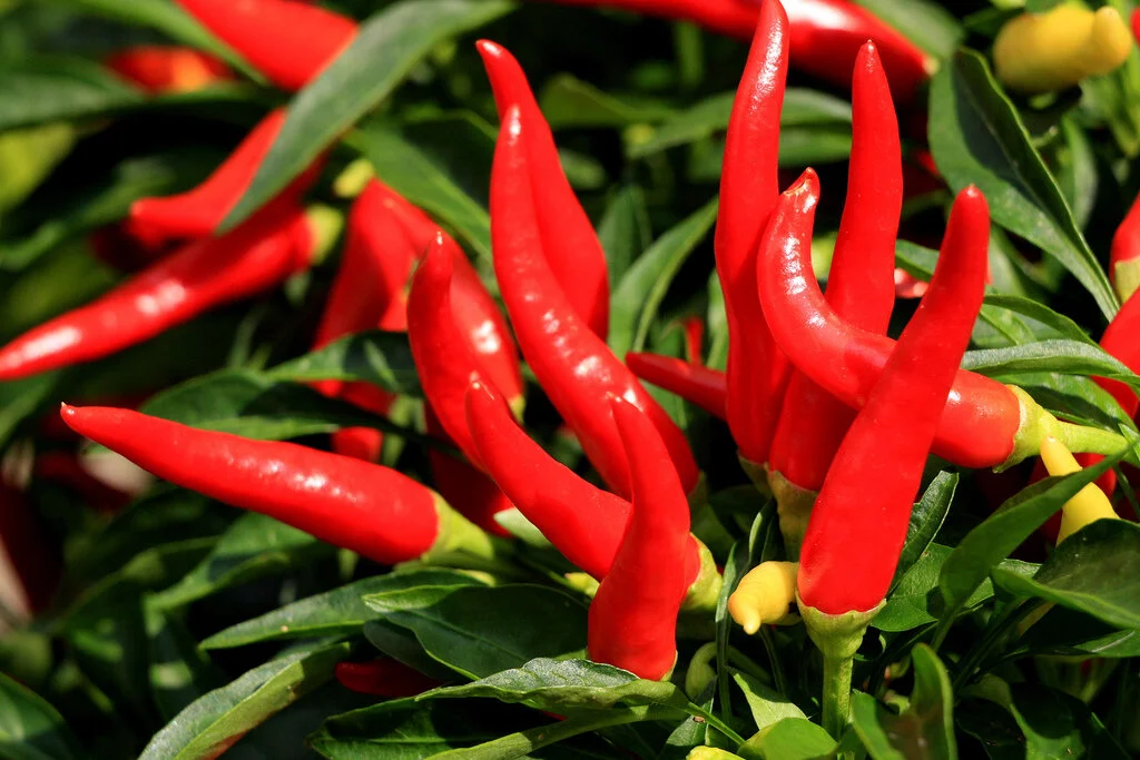 Cayenne Pepper - Health benefits