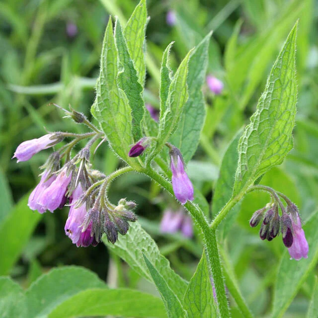 Comfrey - Health benefits