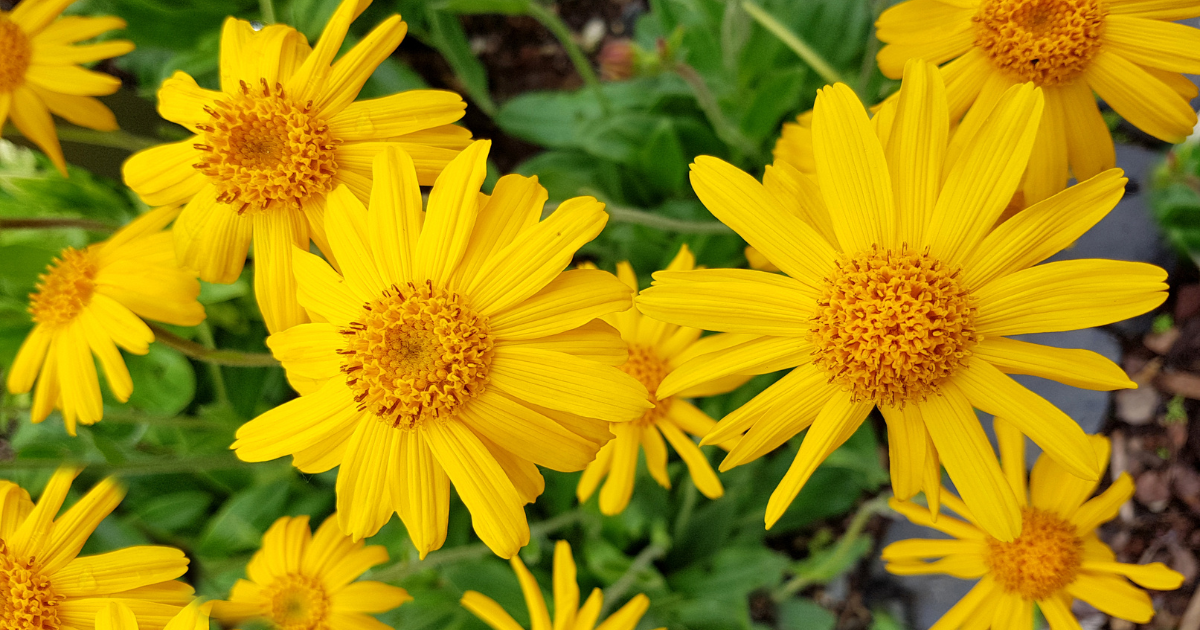 The Natural Health Benefits of Arnica for Homeopathic Pain Relief
