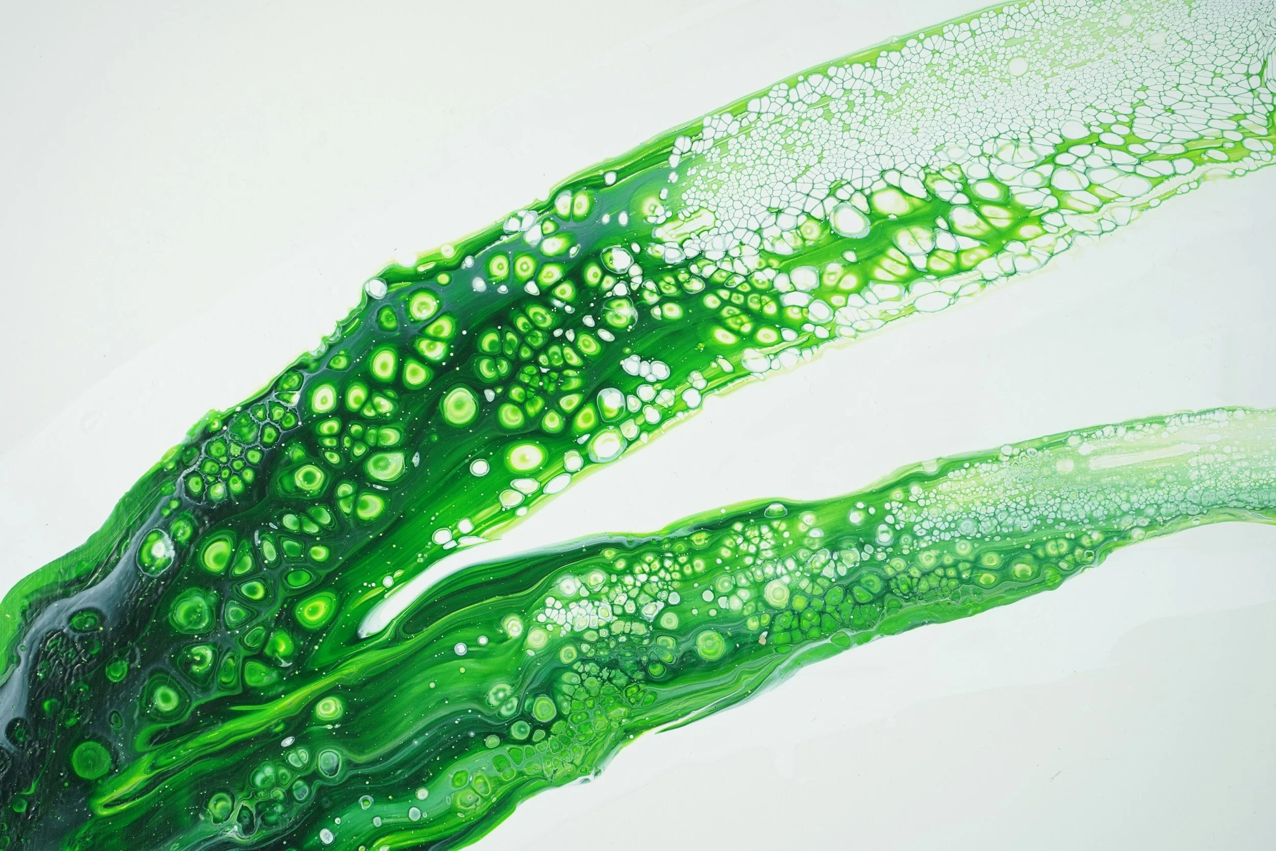 What is Algae Oil and Why is it Popular?