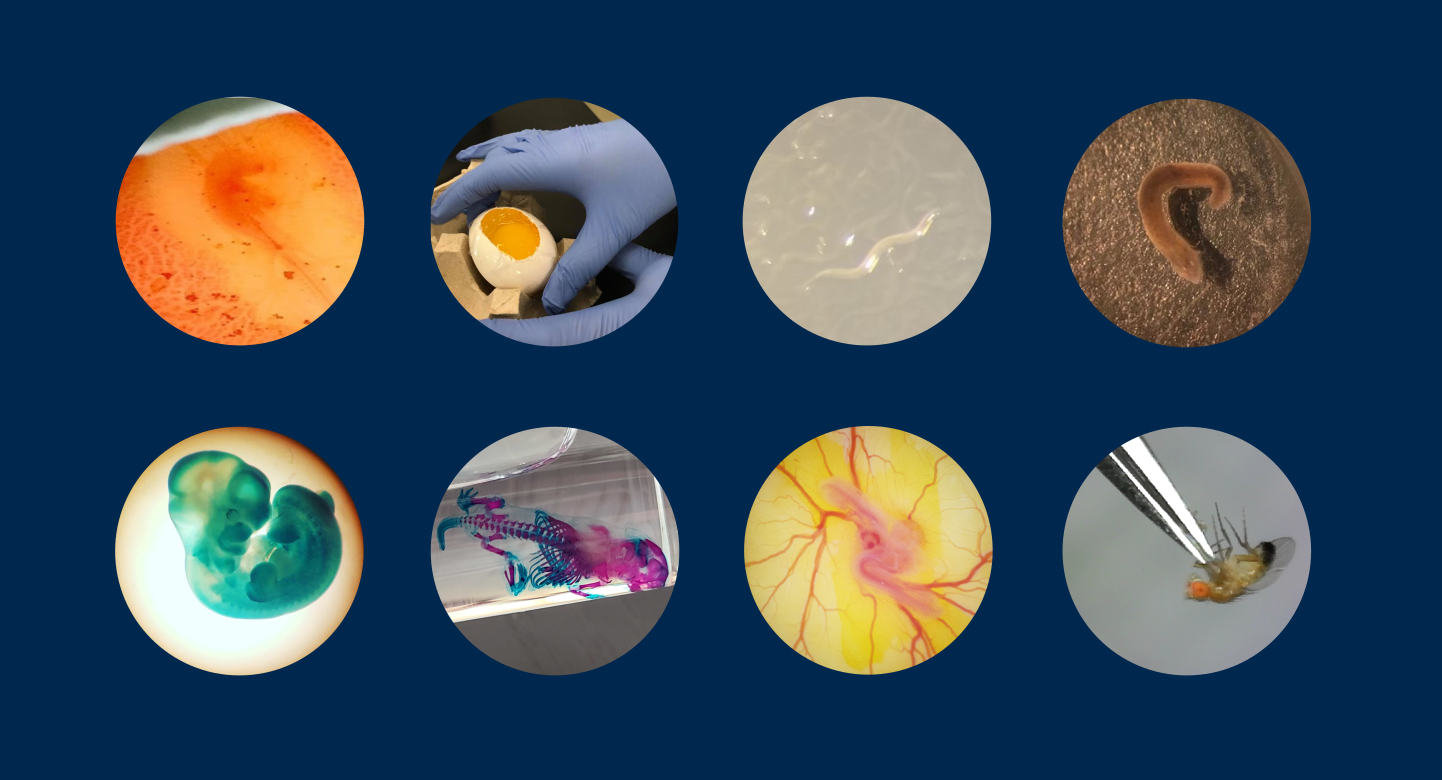 circles 3.png