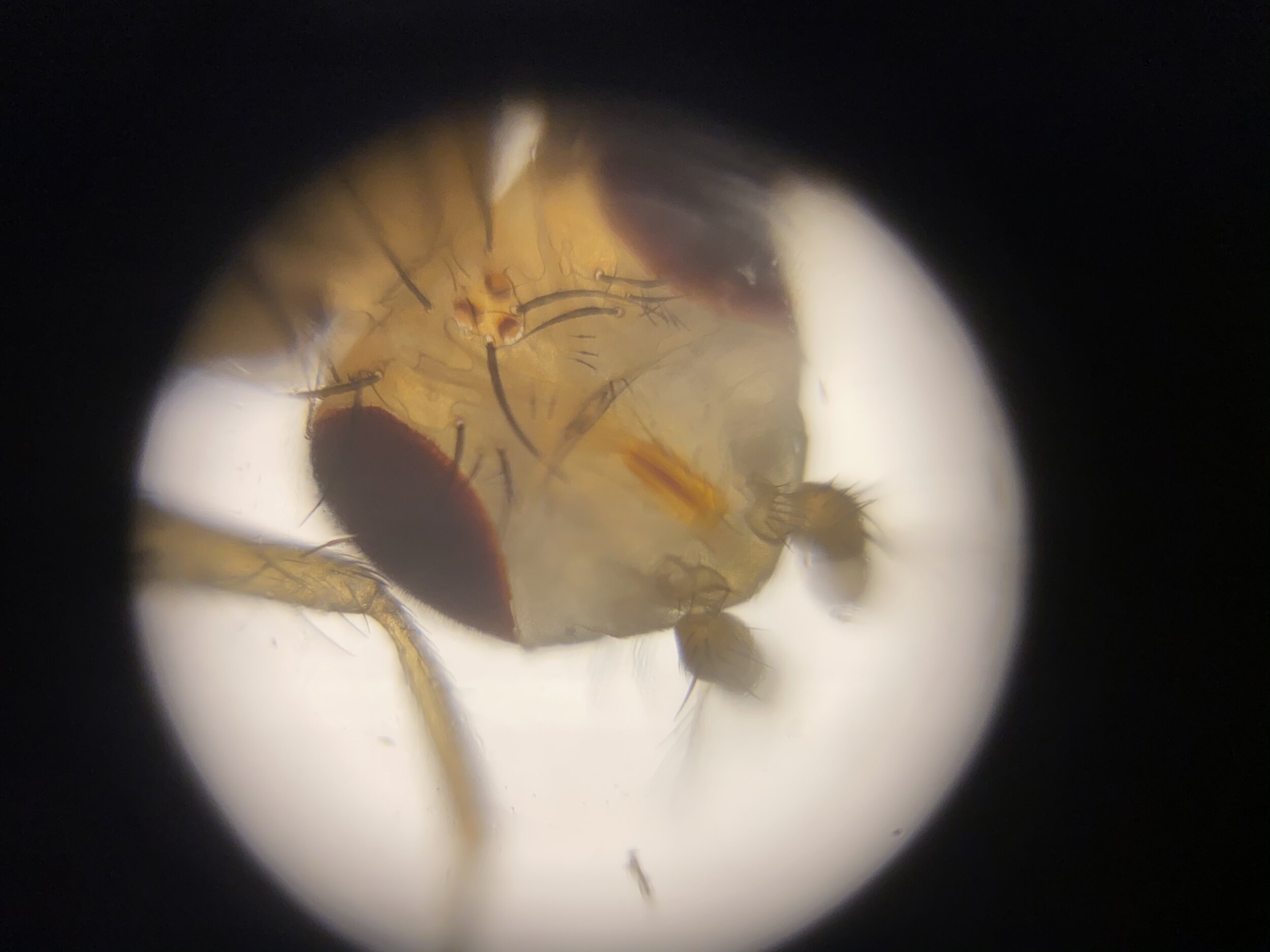 Image of a fly head taken by a student with their at-home lab kit 