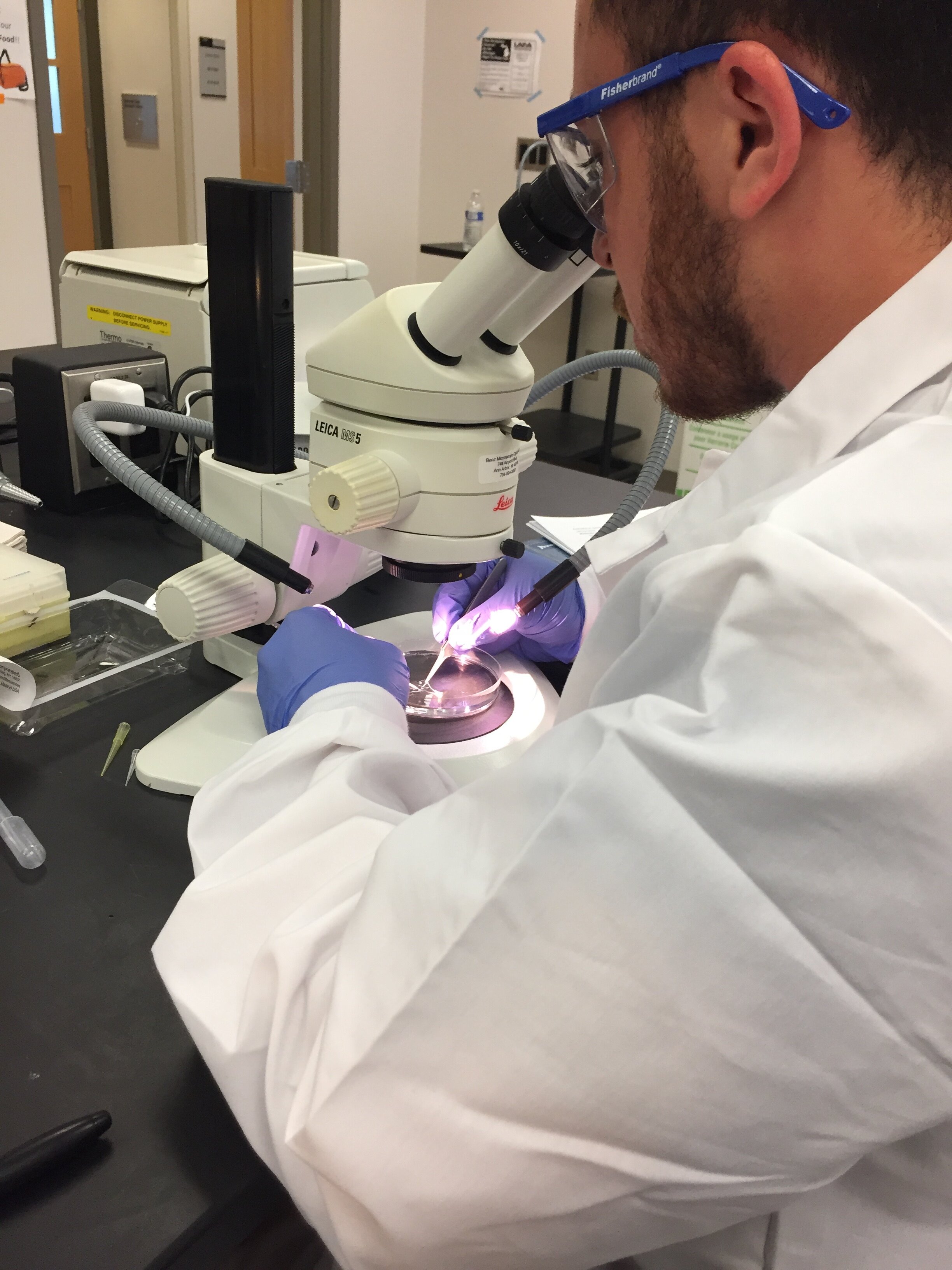  A student uses a microscope for the Embryogenesis Lab module 