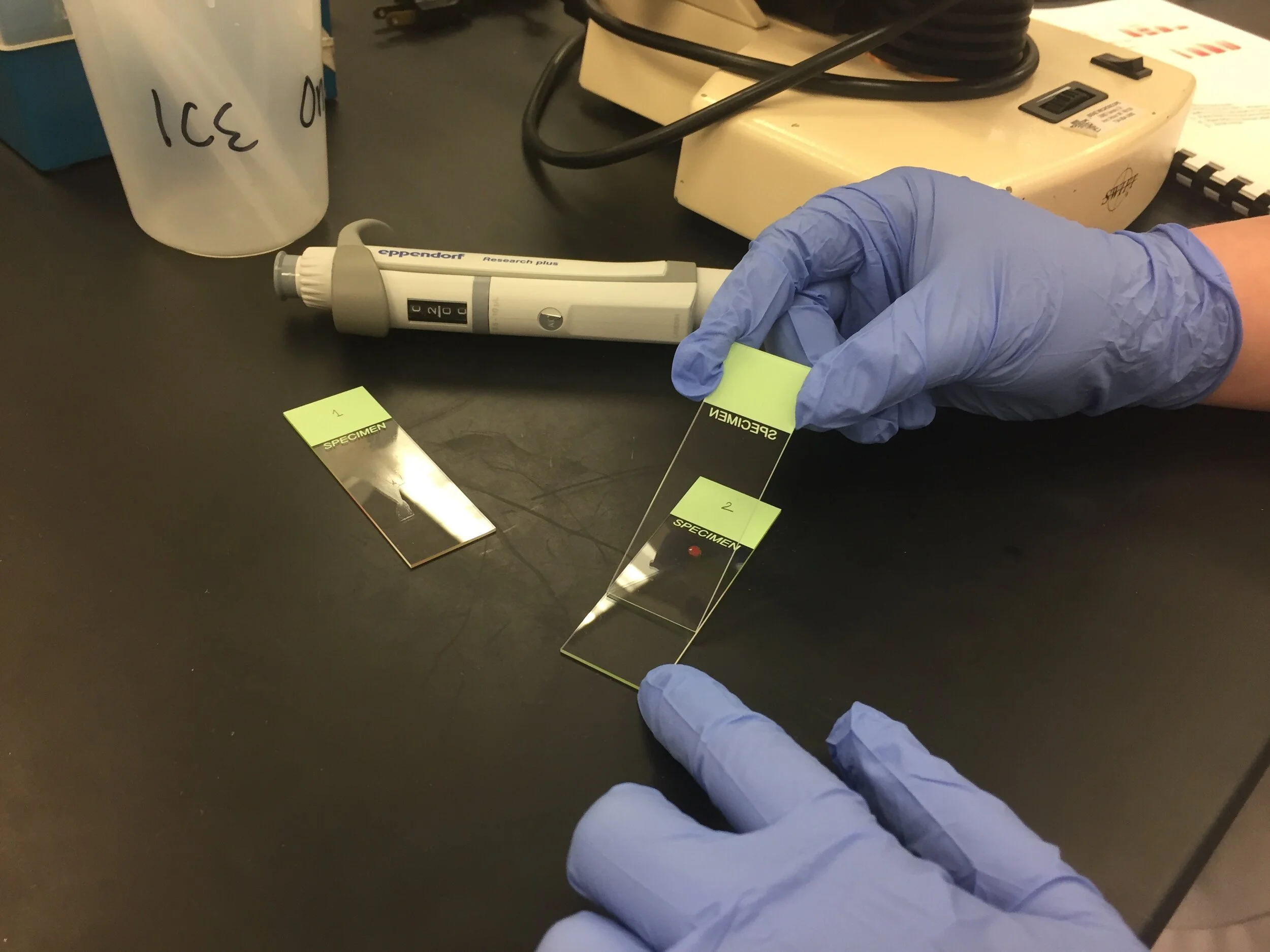  A student performs a blood smear 