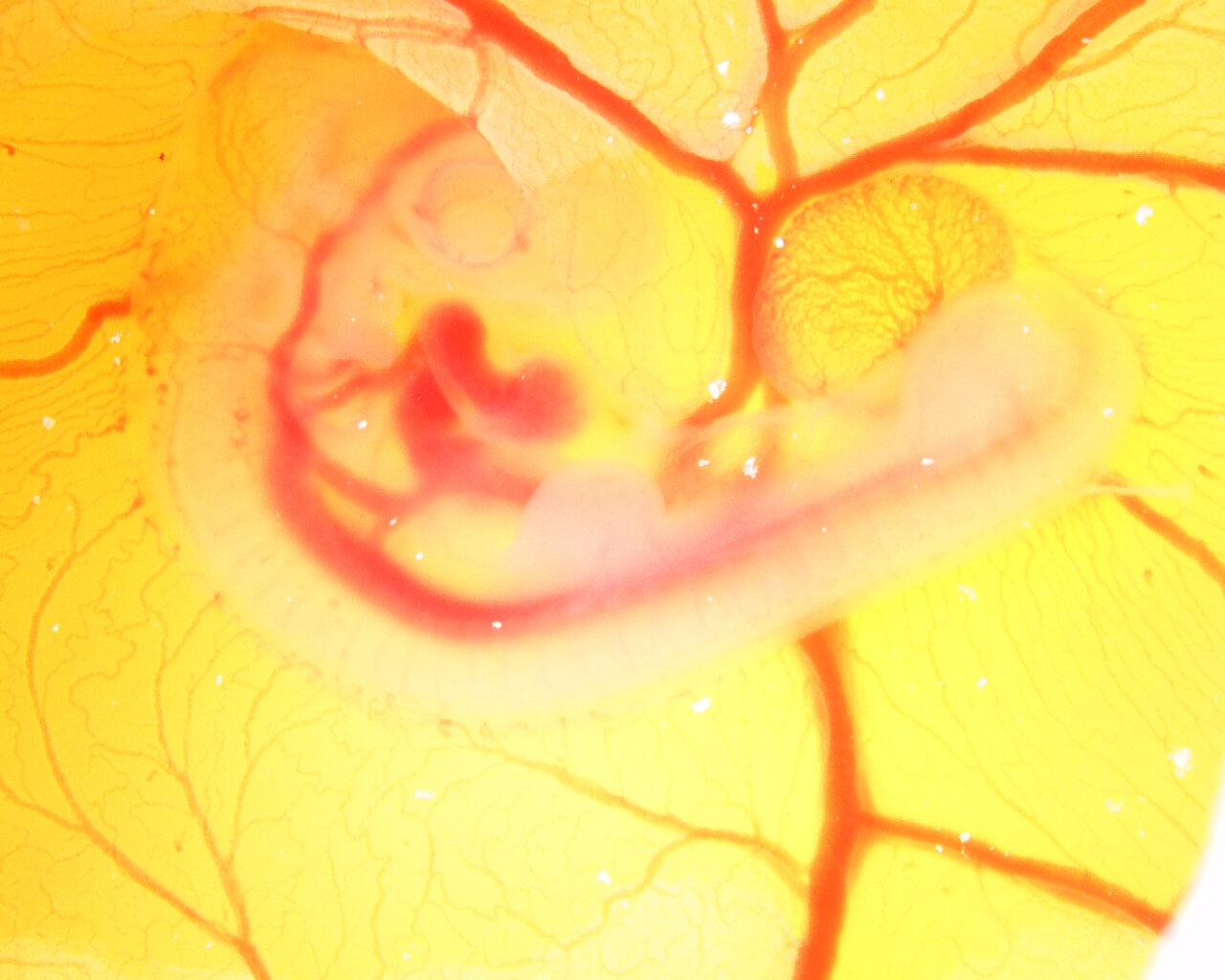  Image of a chicken embryo as prepared by a student 