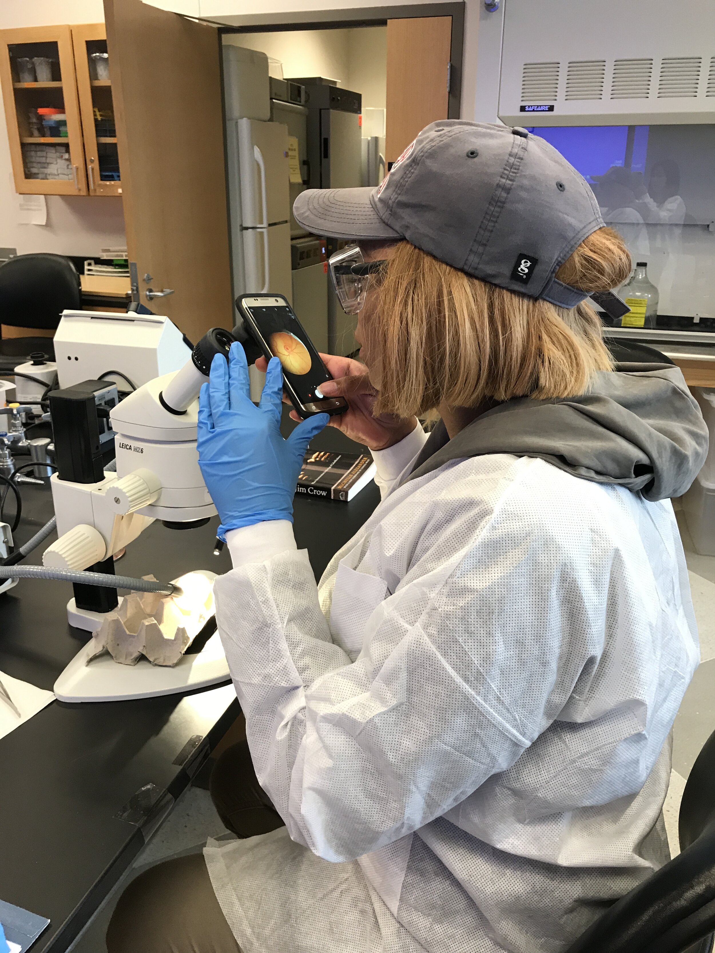  A student uses their phone to capture an image of their windowed chicken egg through the microscope 